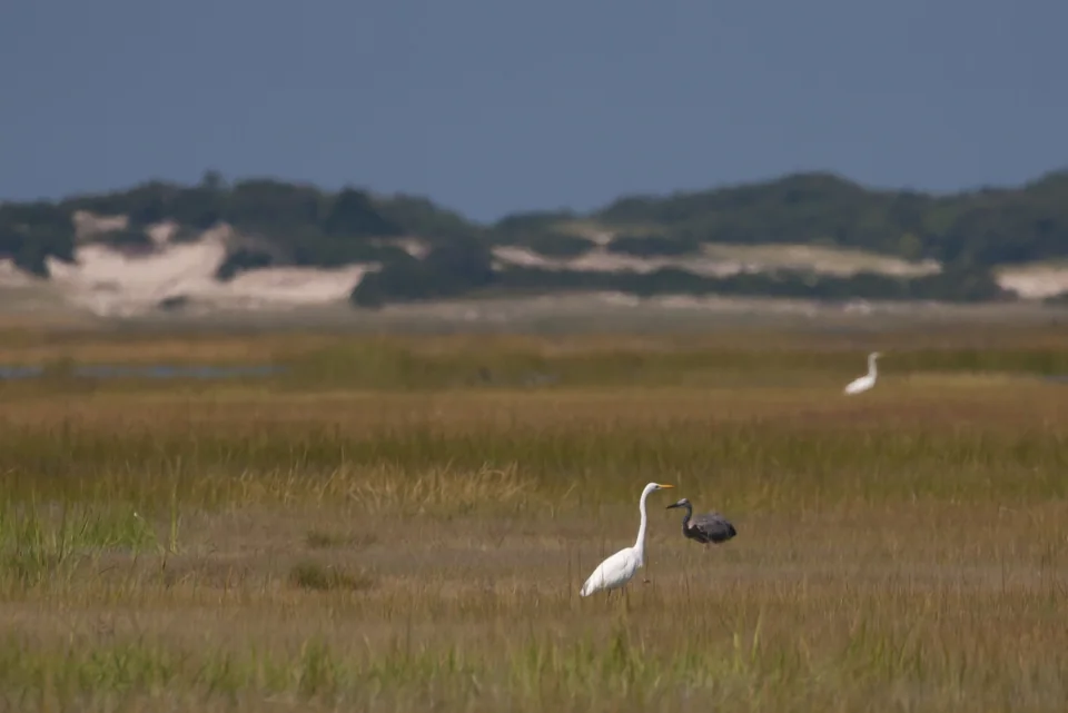 Egret and heron, salt marsh