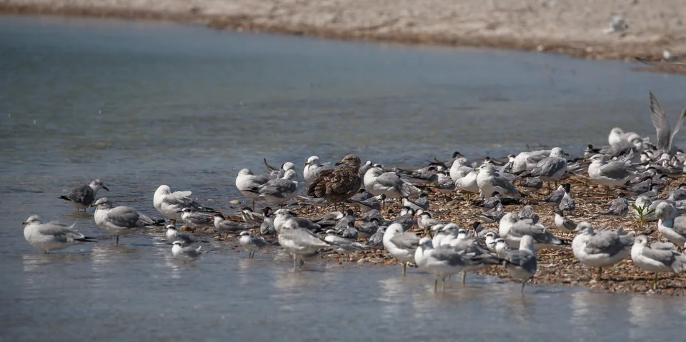 Shorebirds on sandbar