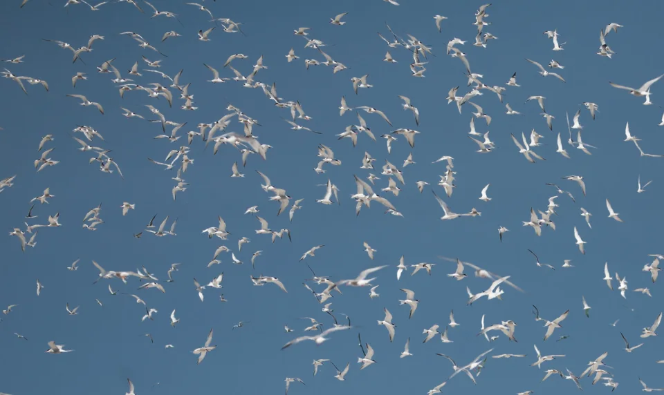 Tern flock in flight