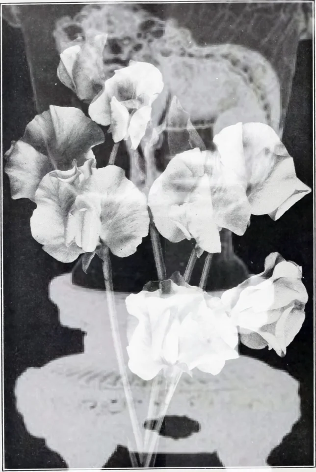 screen-14781576002.png.jpg