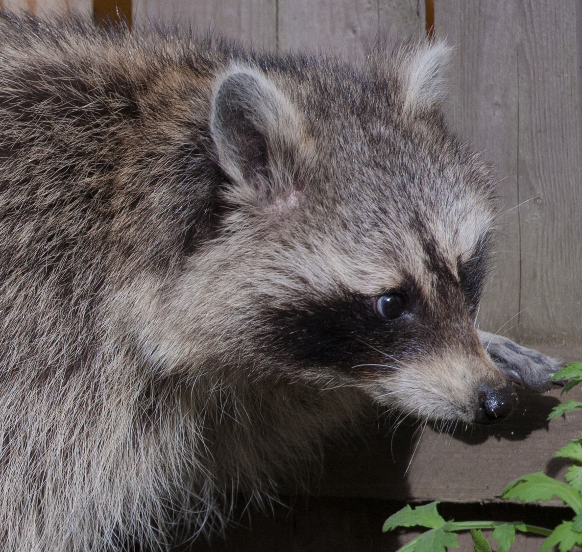 Raccoon portrait