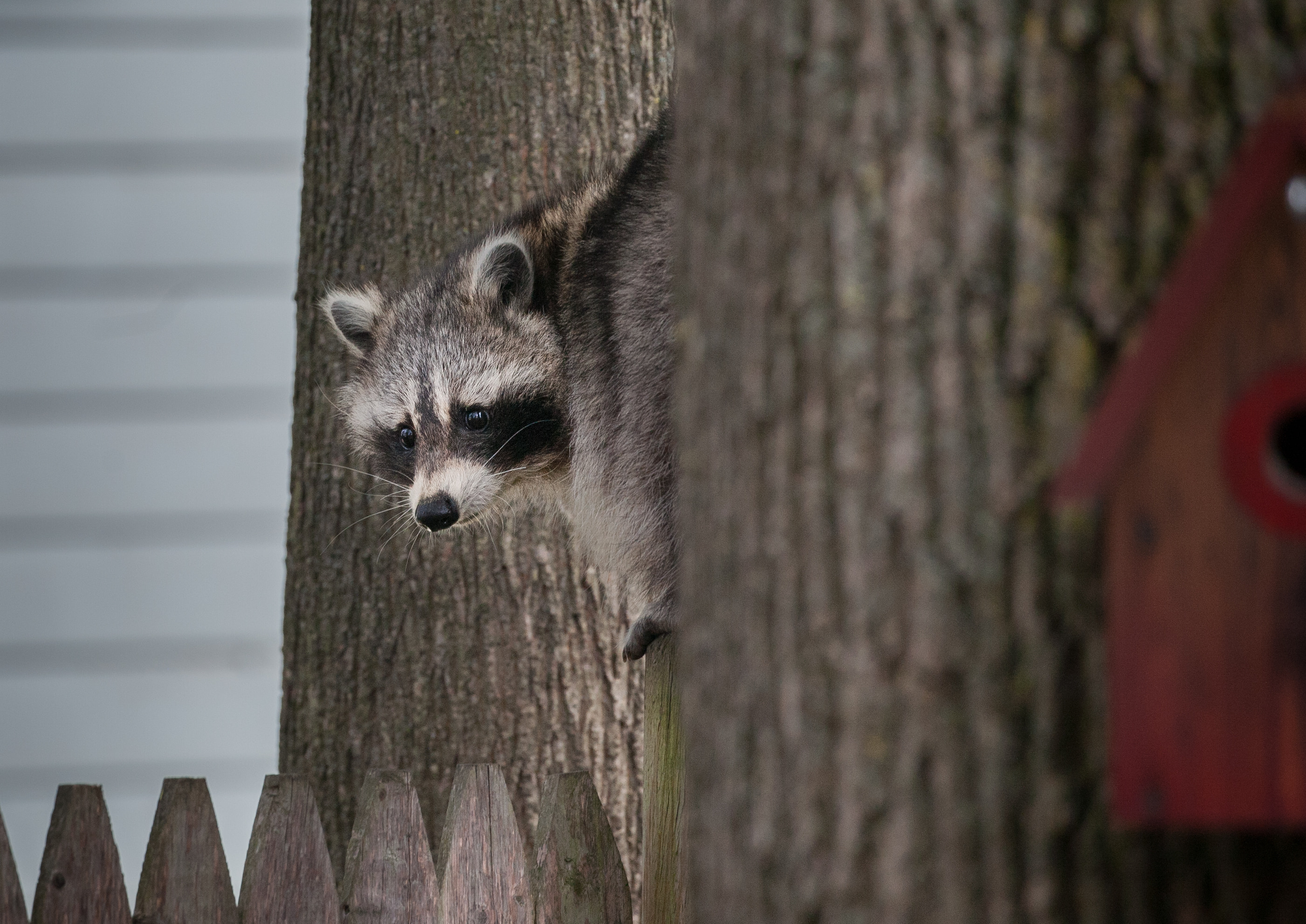 Raccoon peeking from tree