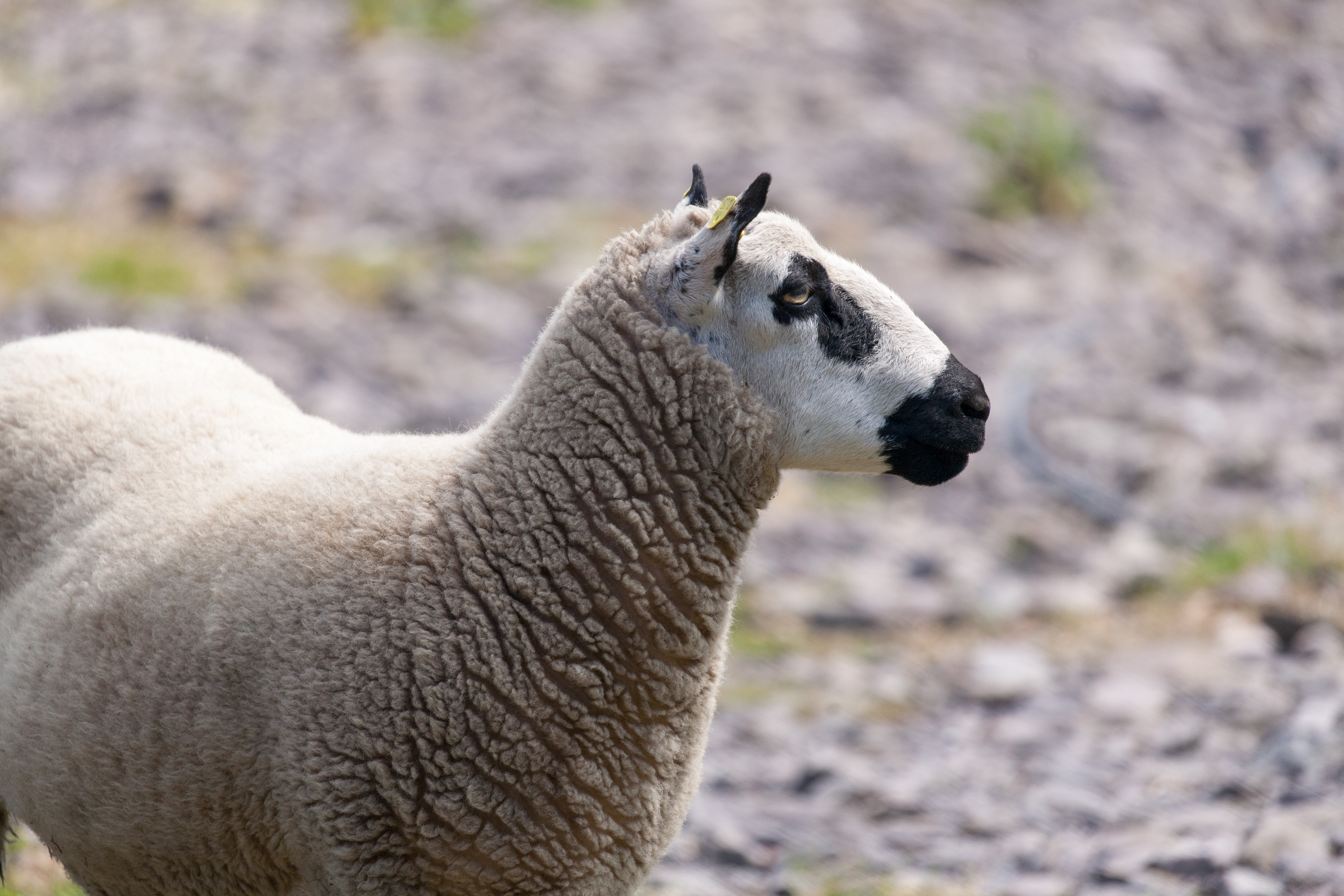 Irish sheep profile
