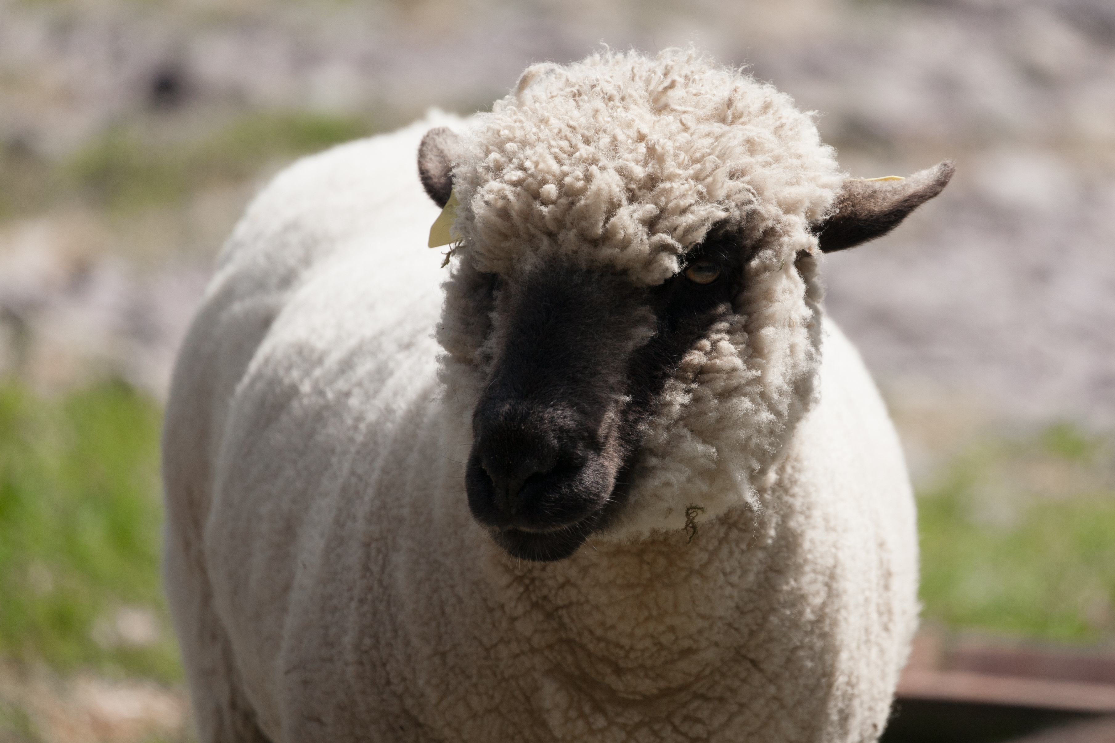 Shaggy sheep portrait