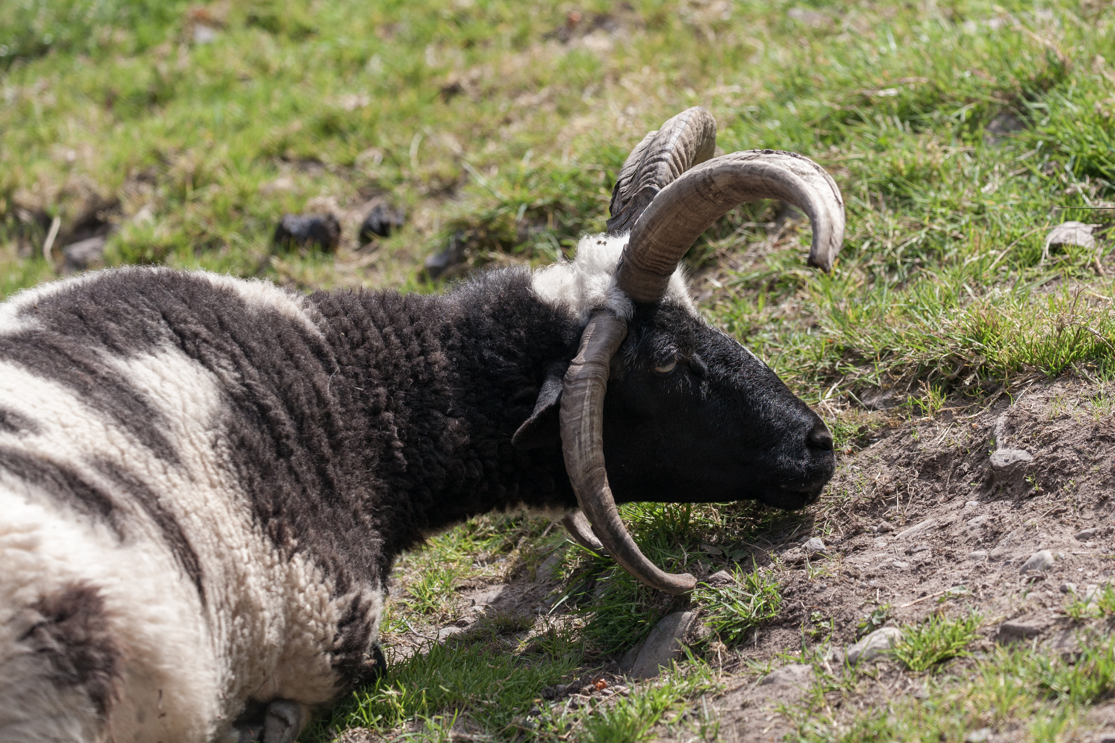 Horned ram resting