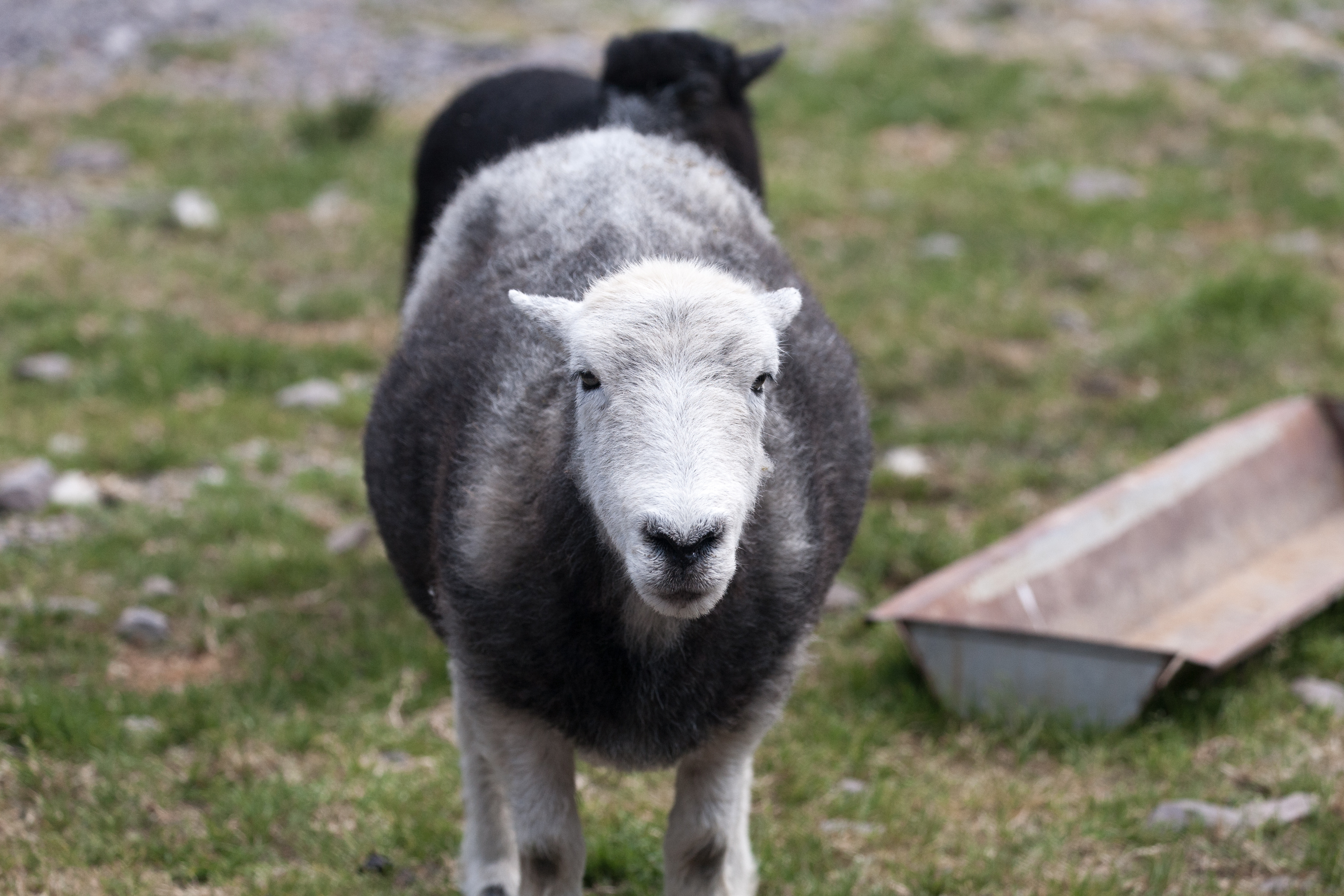 Herdwick sheep