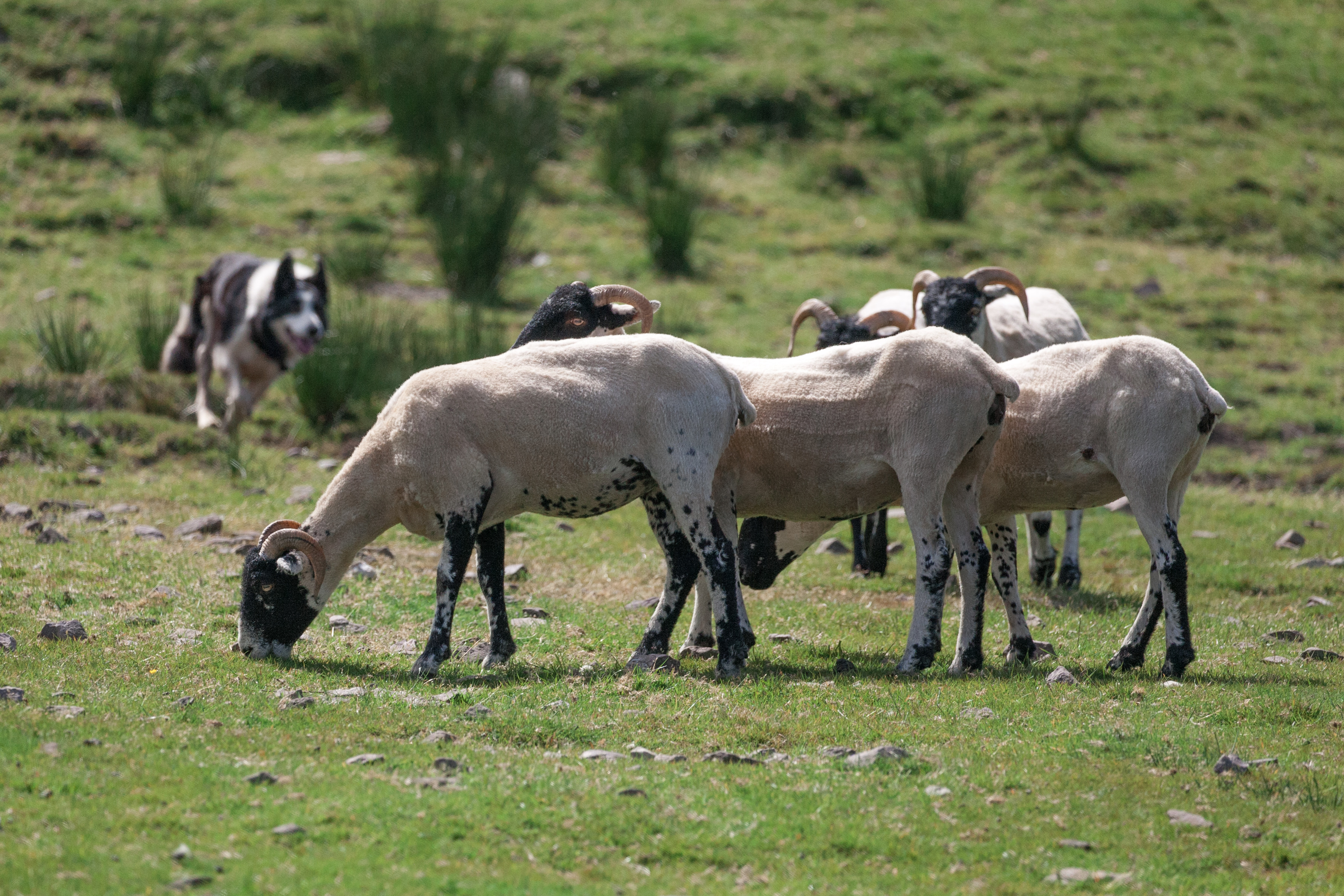 Border collie herding sheep