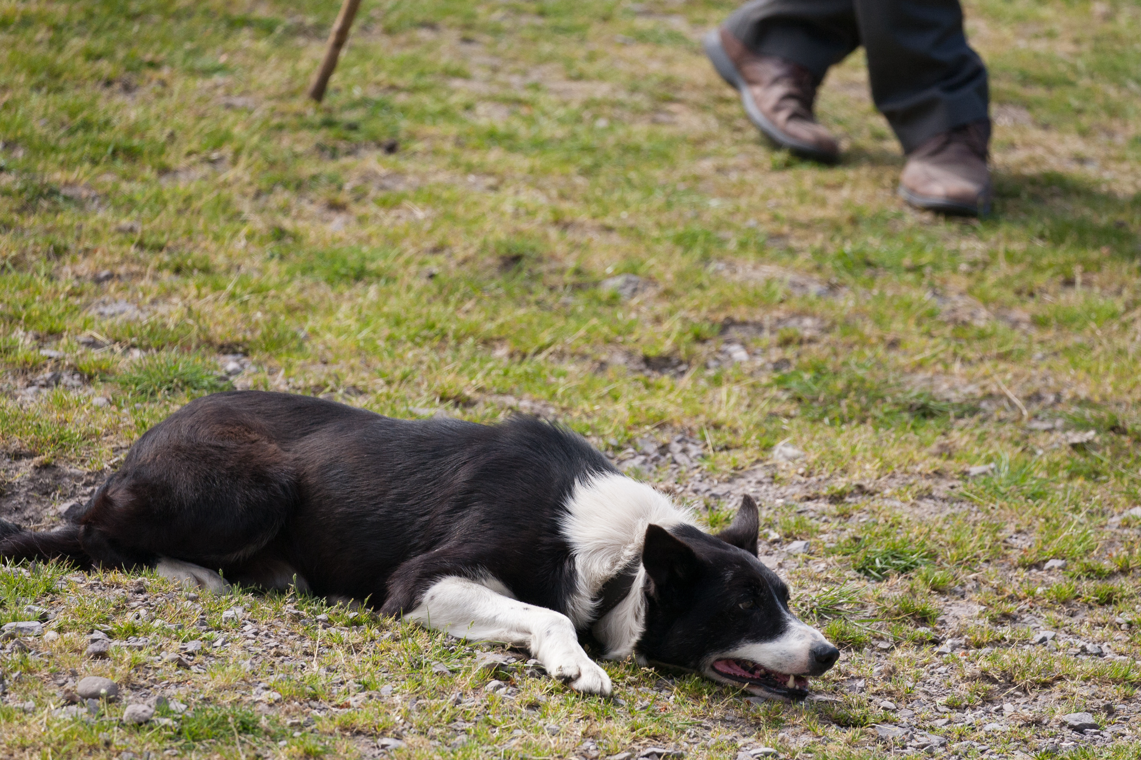 Border collie crouching