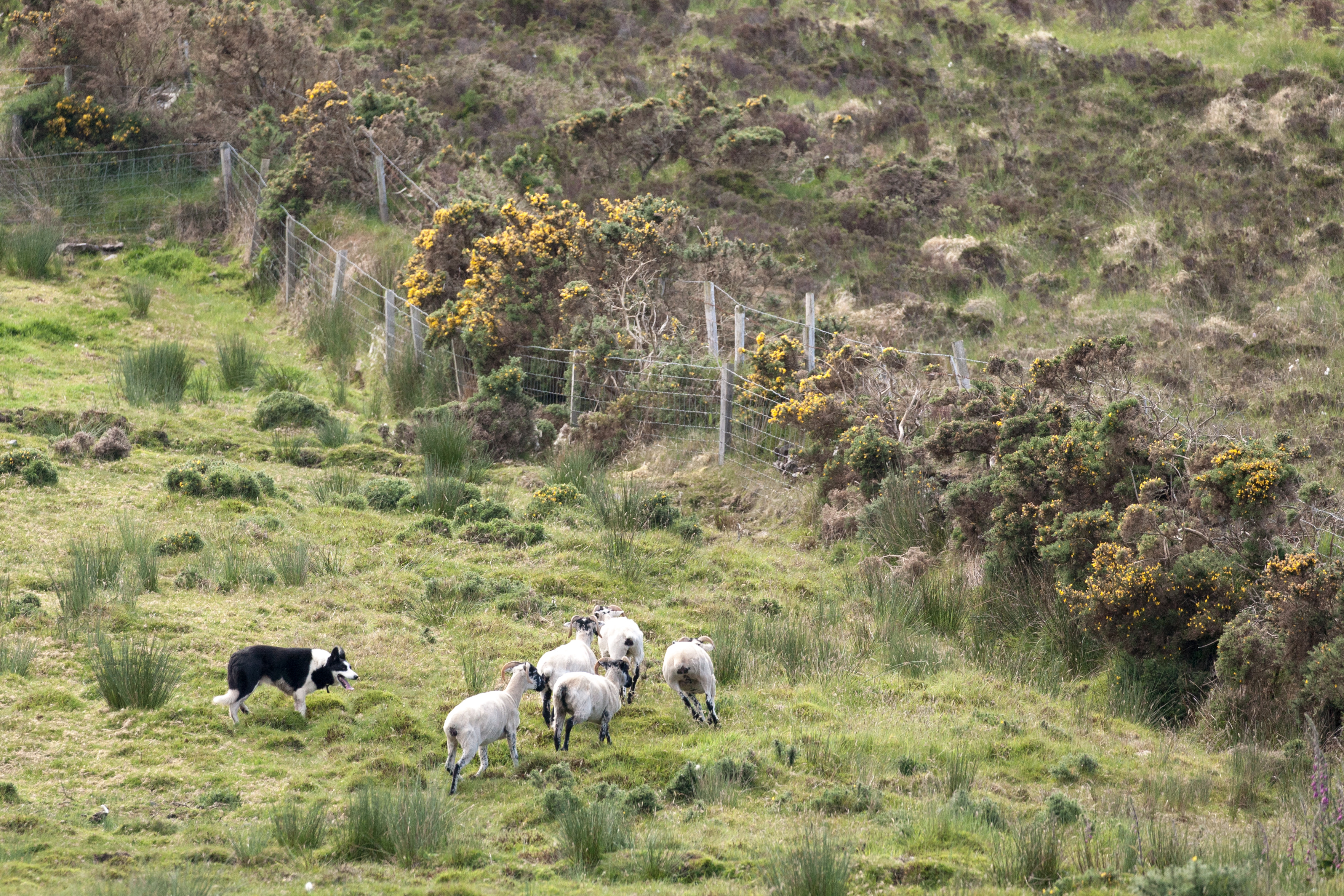 Sheepdog working the flock