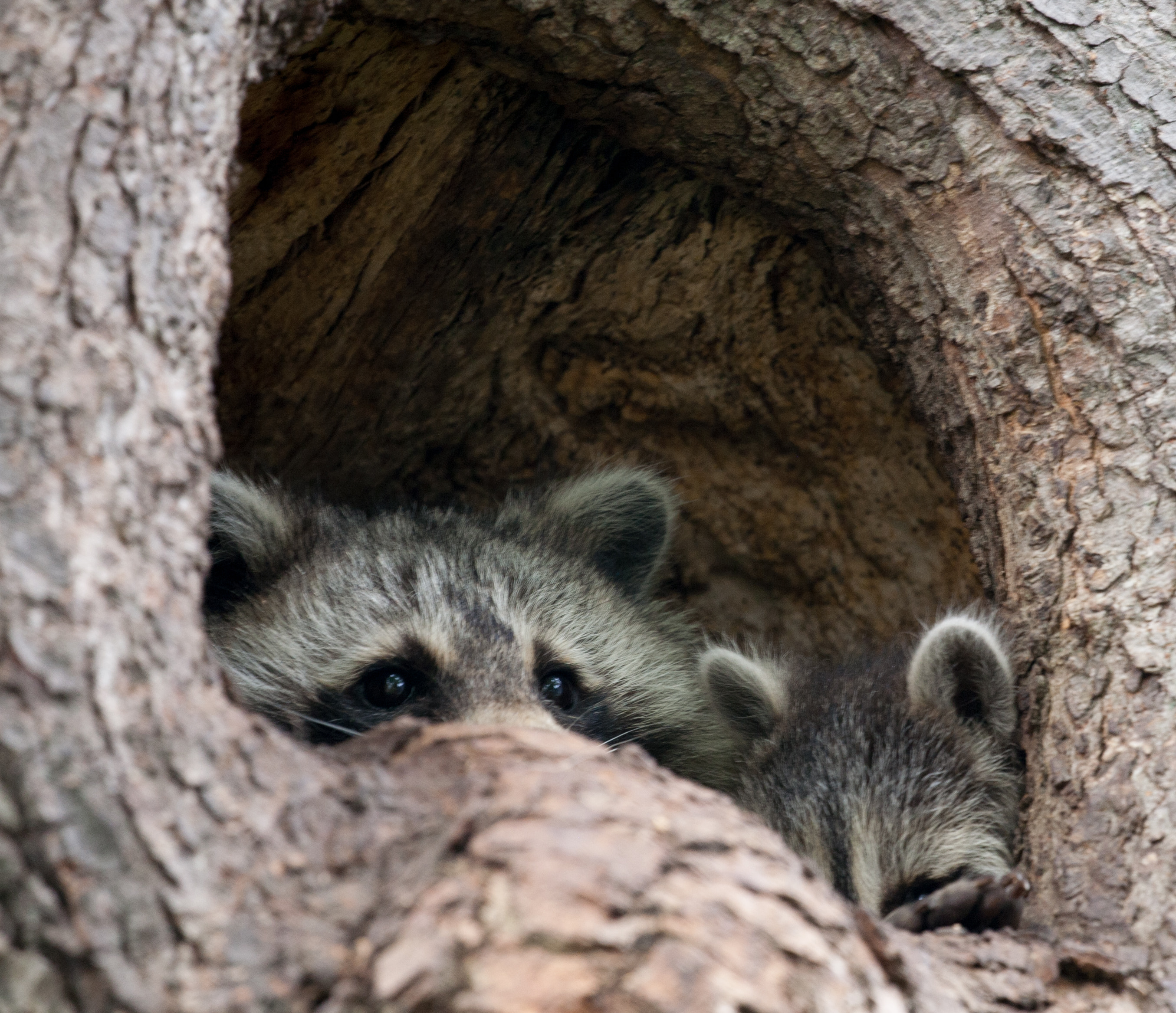 Raccoon kit and mom