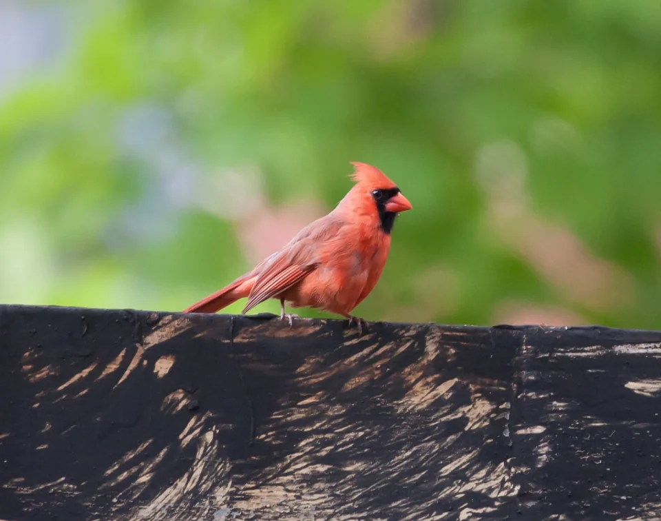 Cardinal