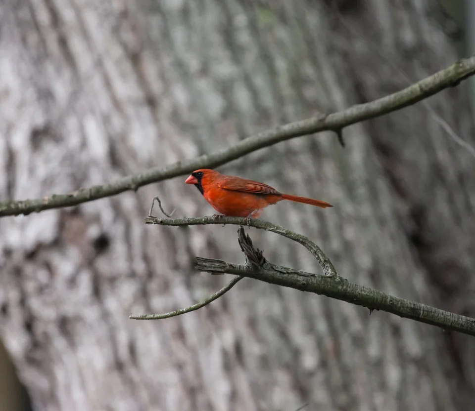 Cardinal
