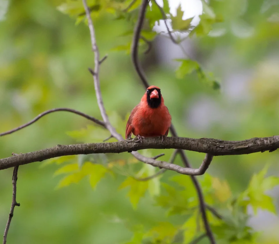 Cardinal