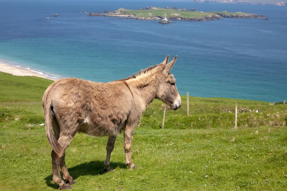 Ireland