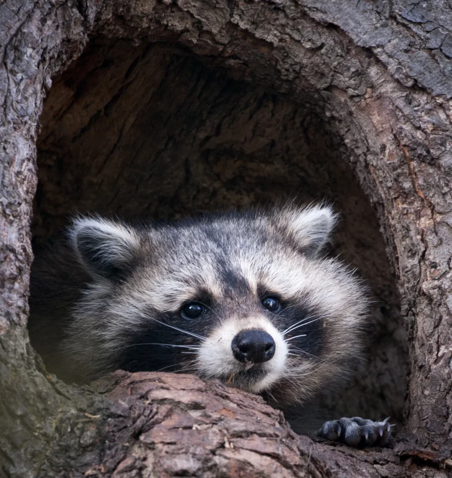 Raccoon in tree hollow