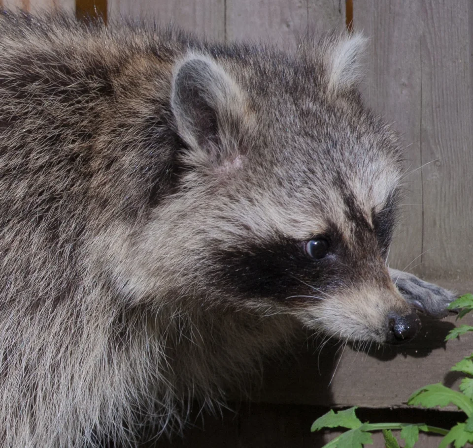 Raccoon portrait