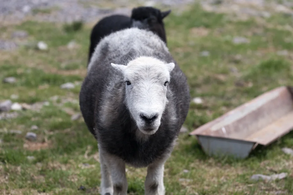 Herdwick sheep