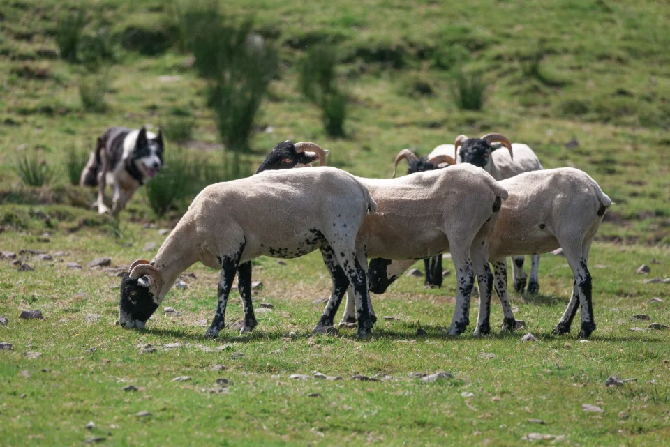 Border collie herding sheep