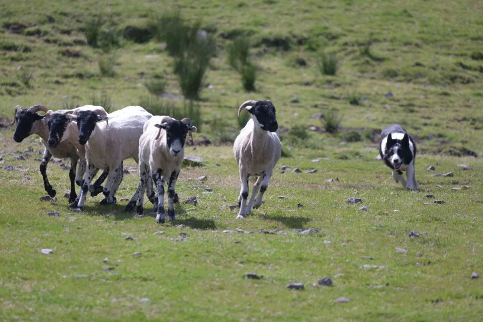 Sheepdog in action