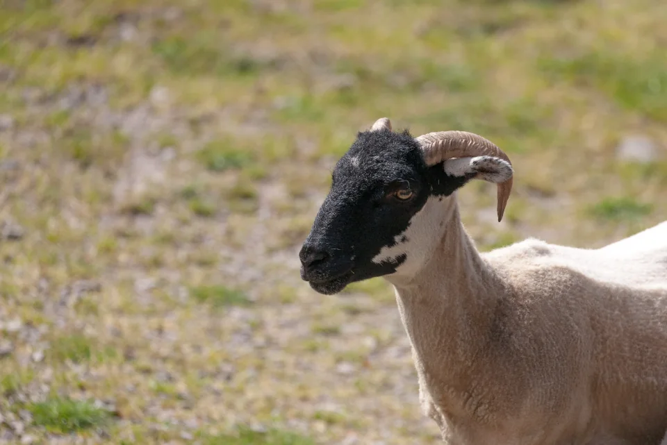 Blackface sheep portrait
