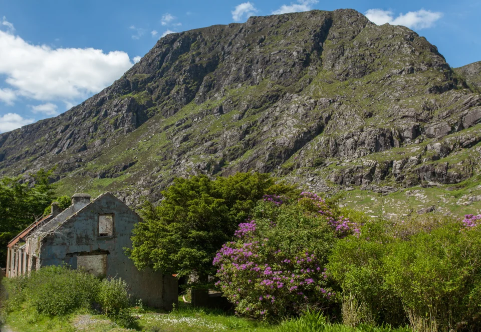 Ruin with rhododendrons