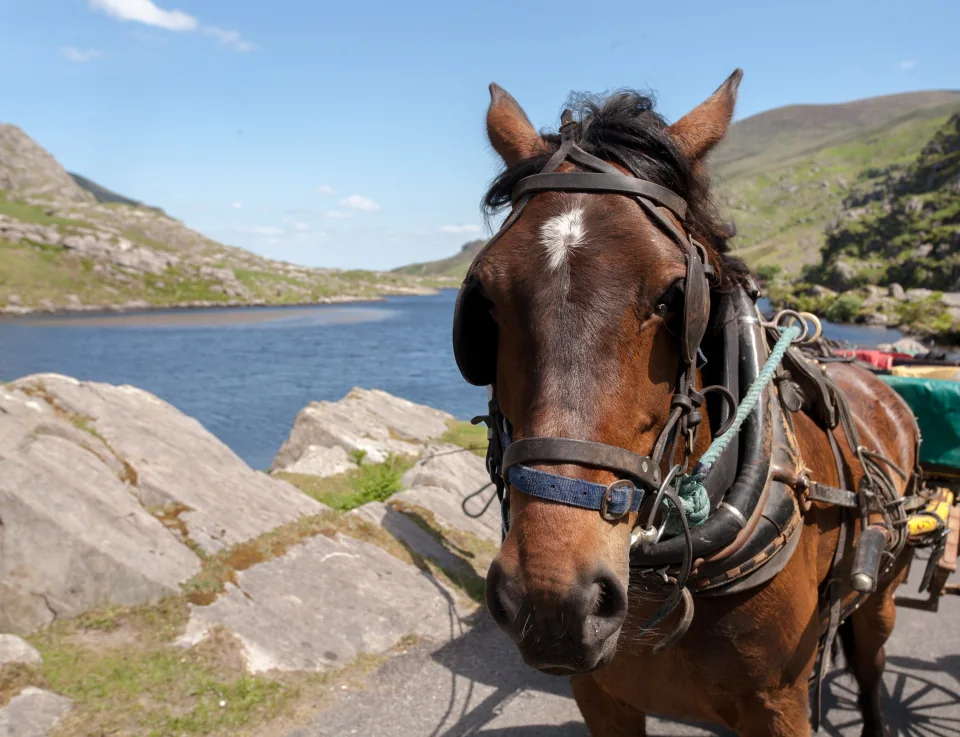 Jaunting car horse