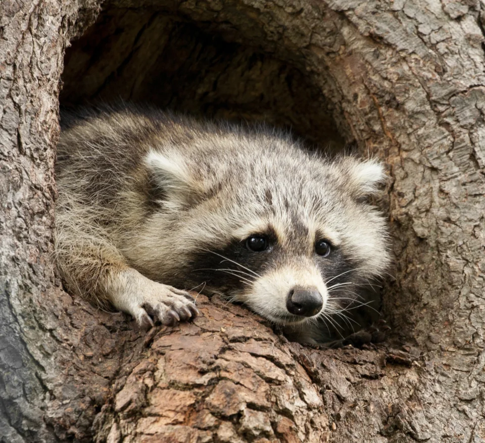 Raccoon mom