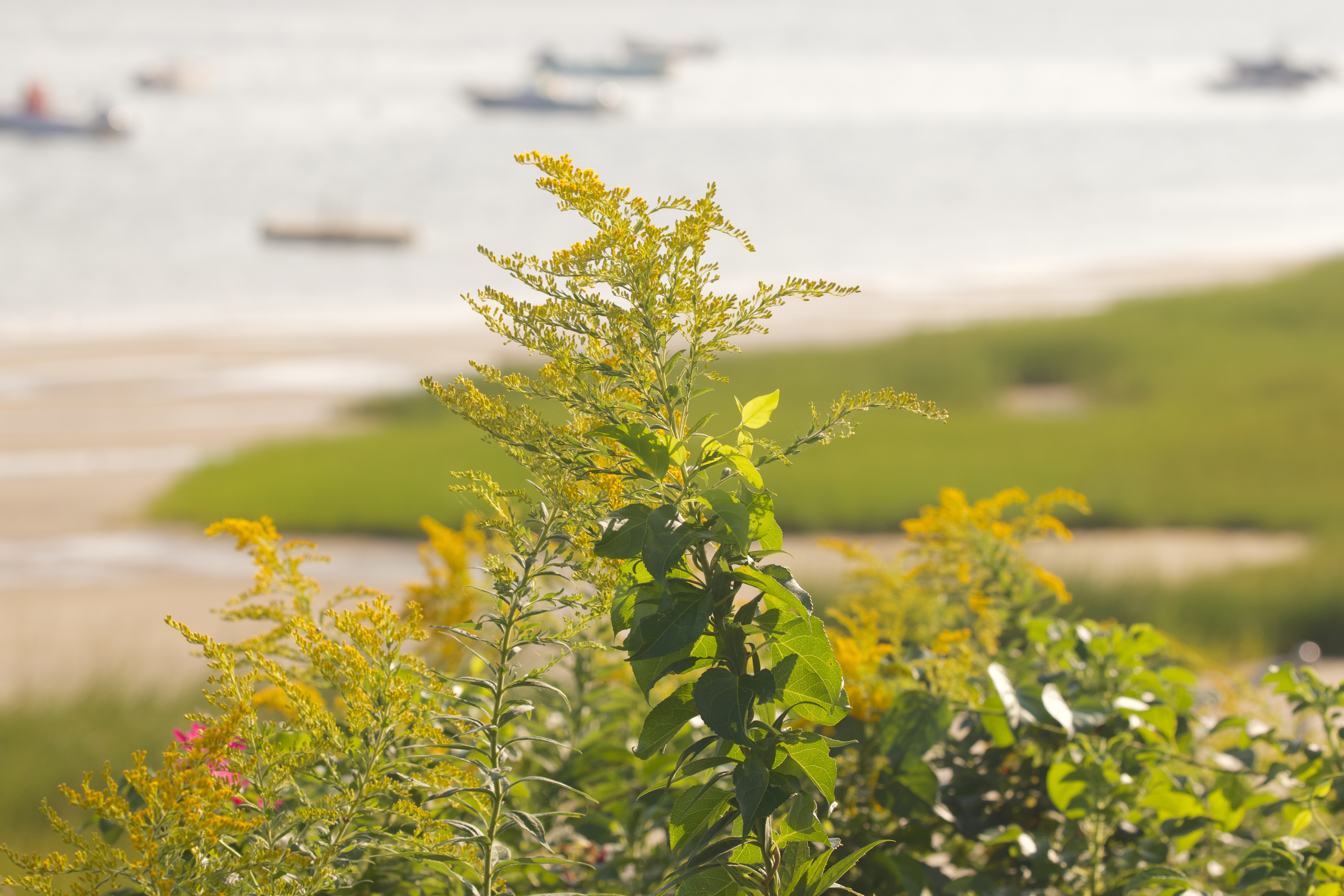 Cape Cod