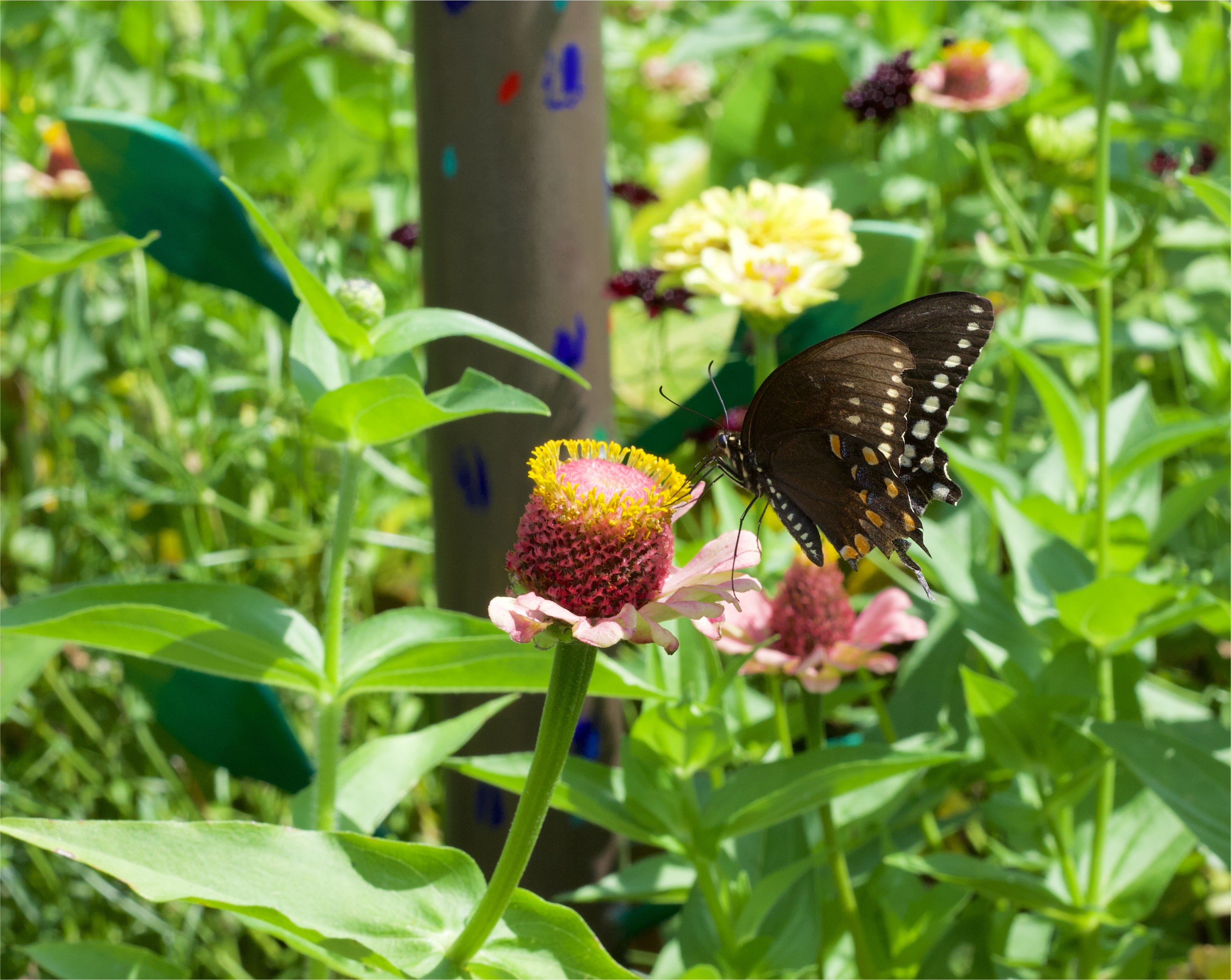 Black swallowtail on zinnia