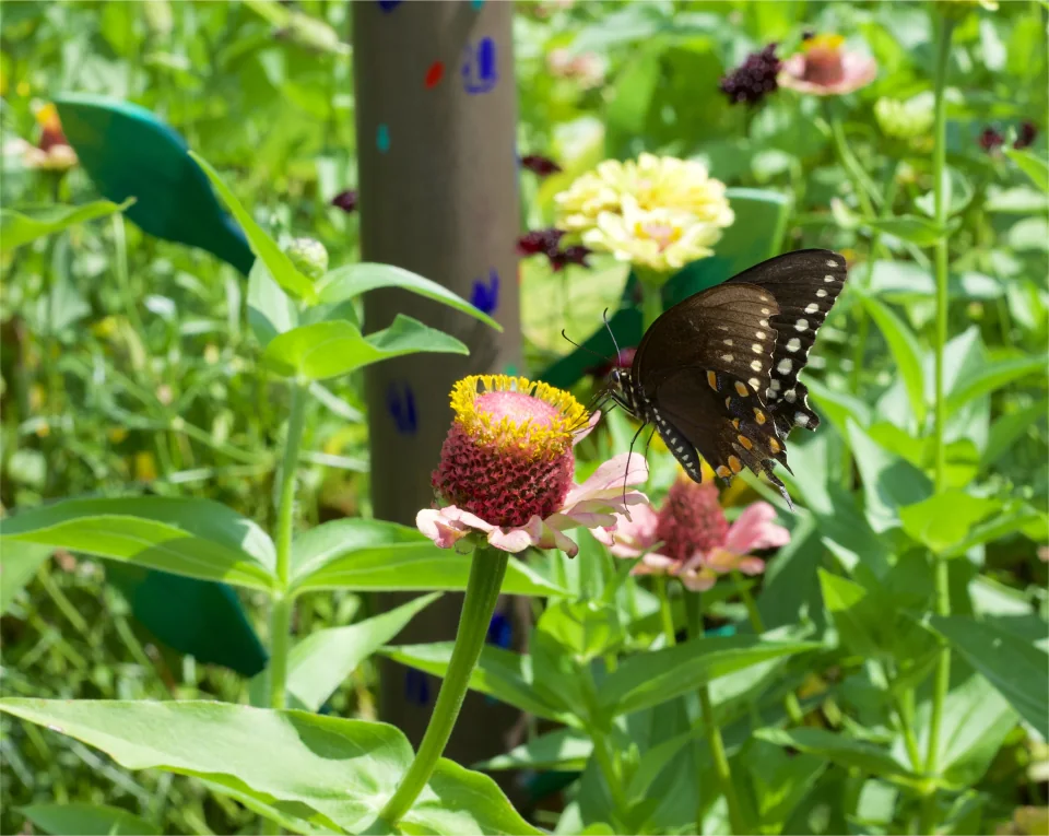 Black swallowtail on zinnia