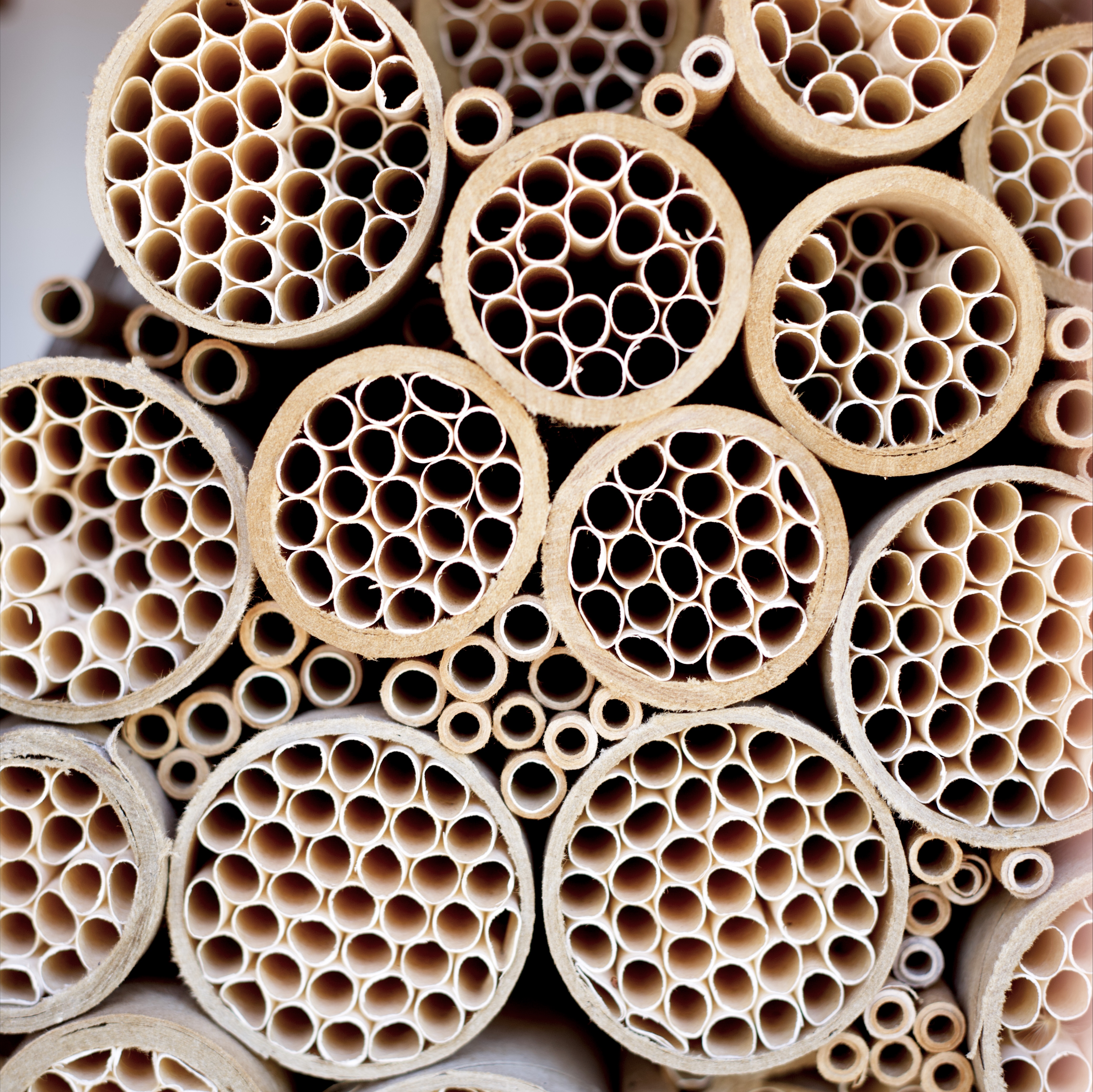 Bee hotels