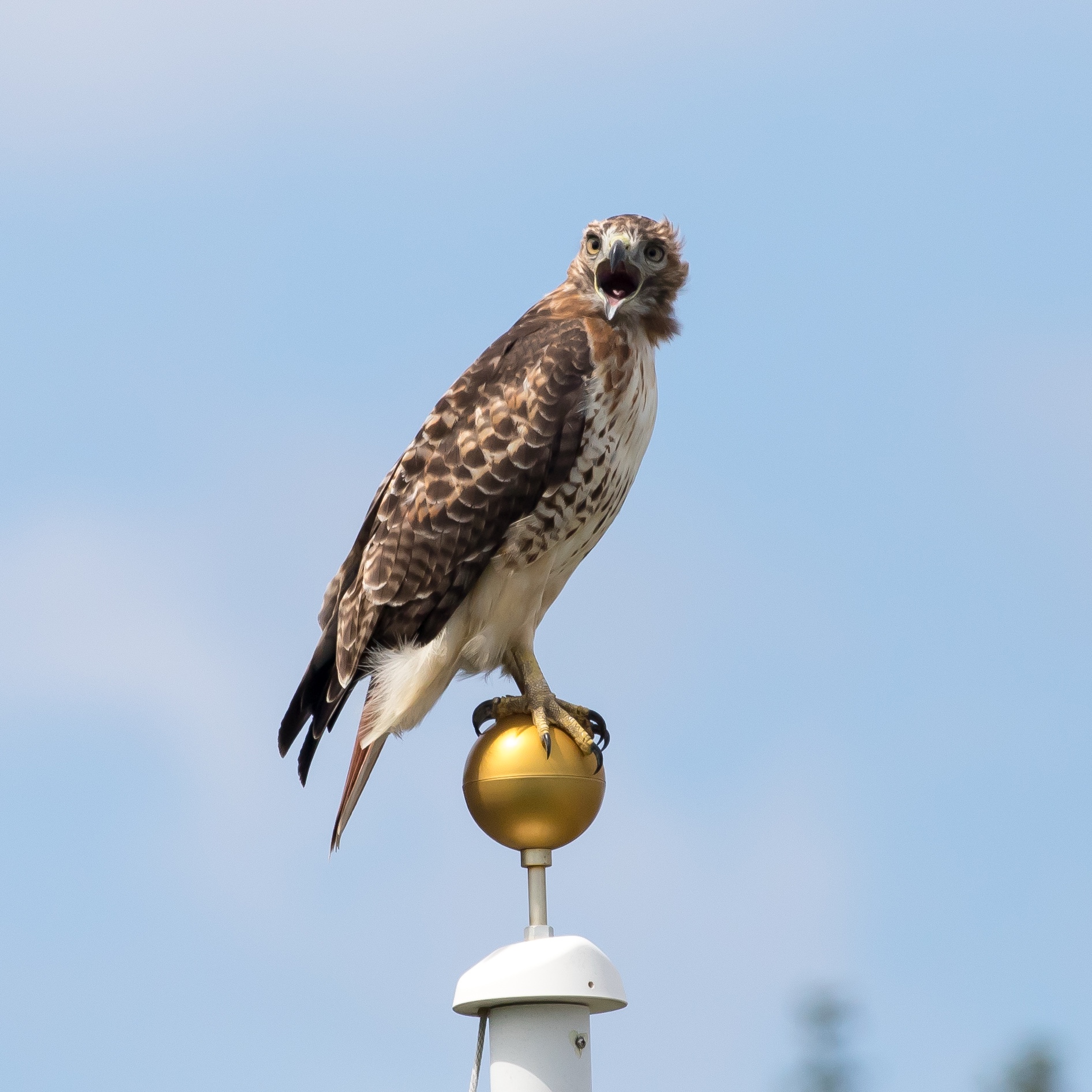 Red-tailed hawk