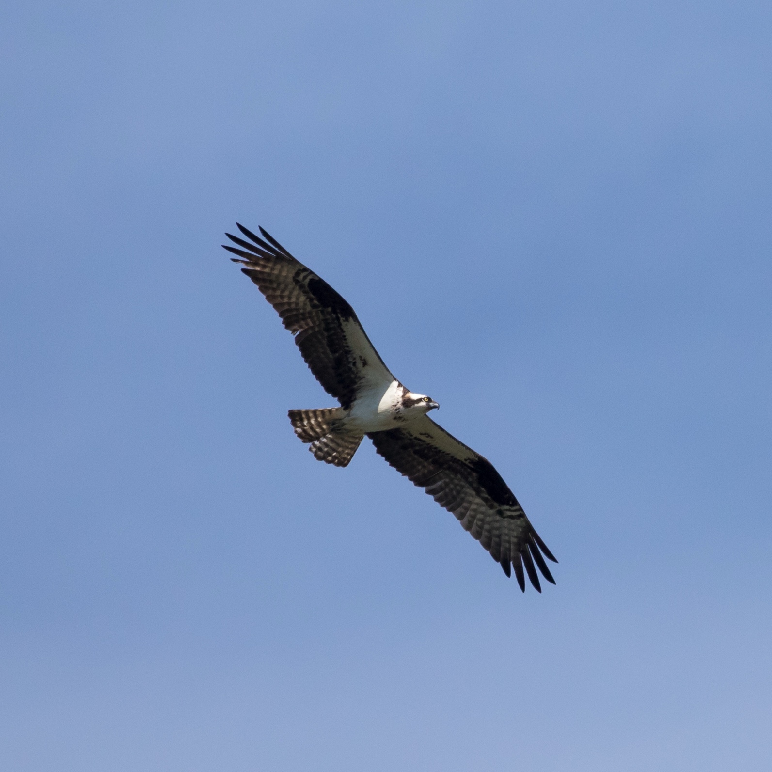 Osprey