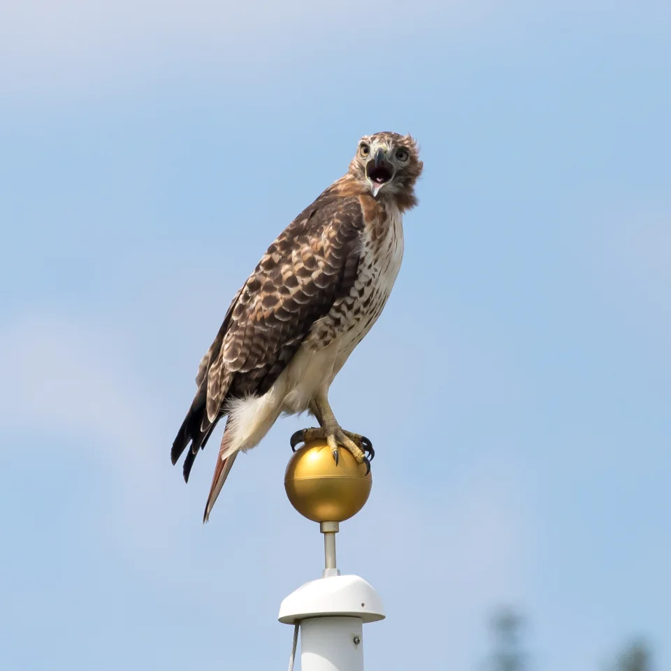 Red-tailed hawk