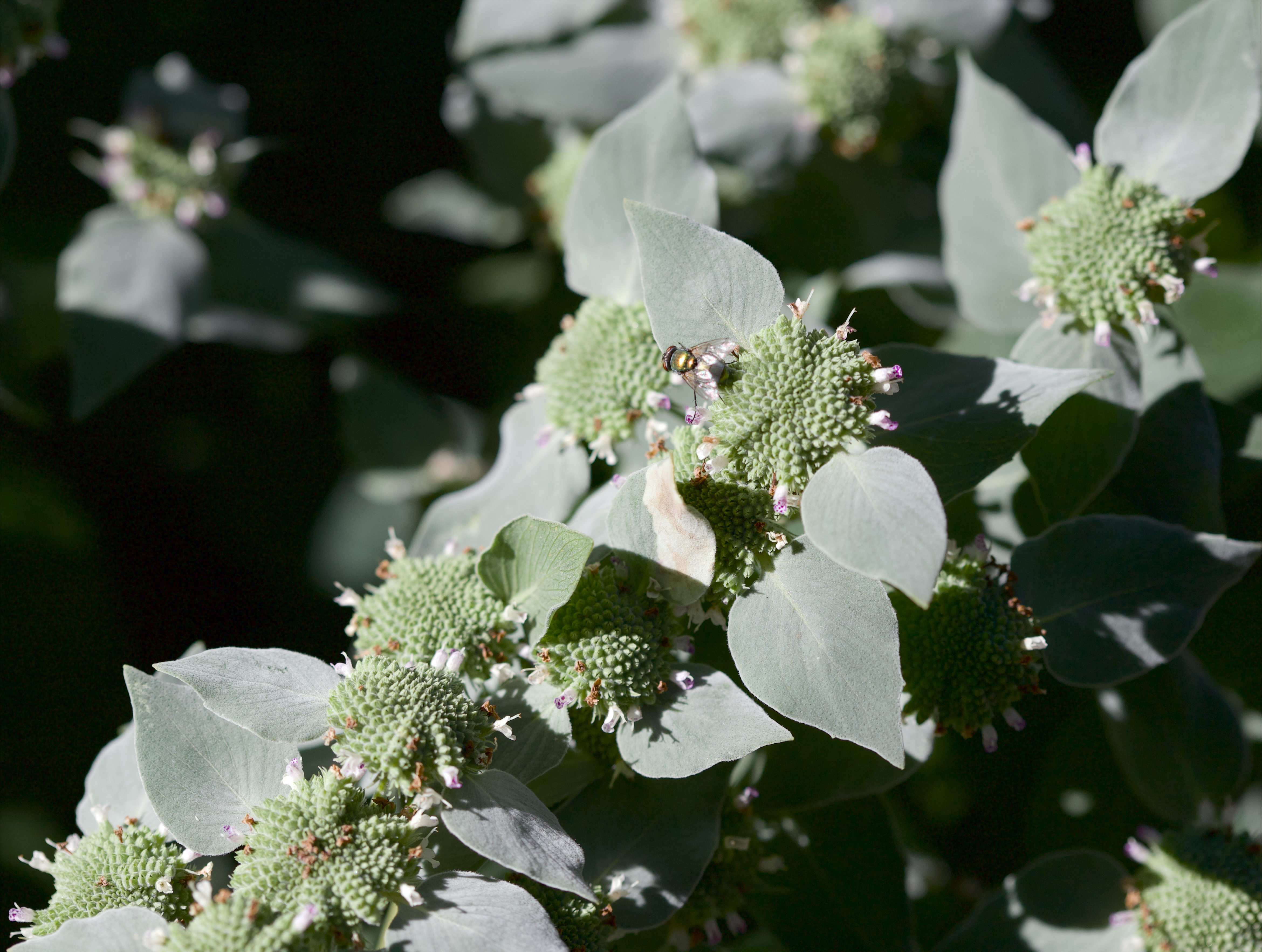 Pycnanthemum muticum (clustered mountain mint)