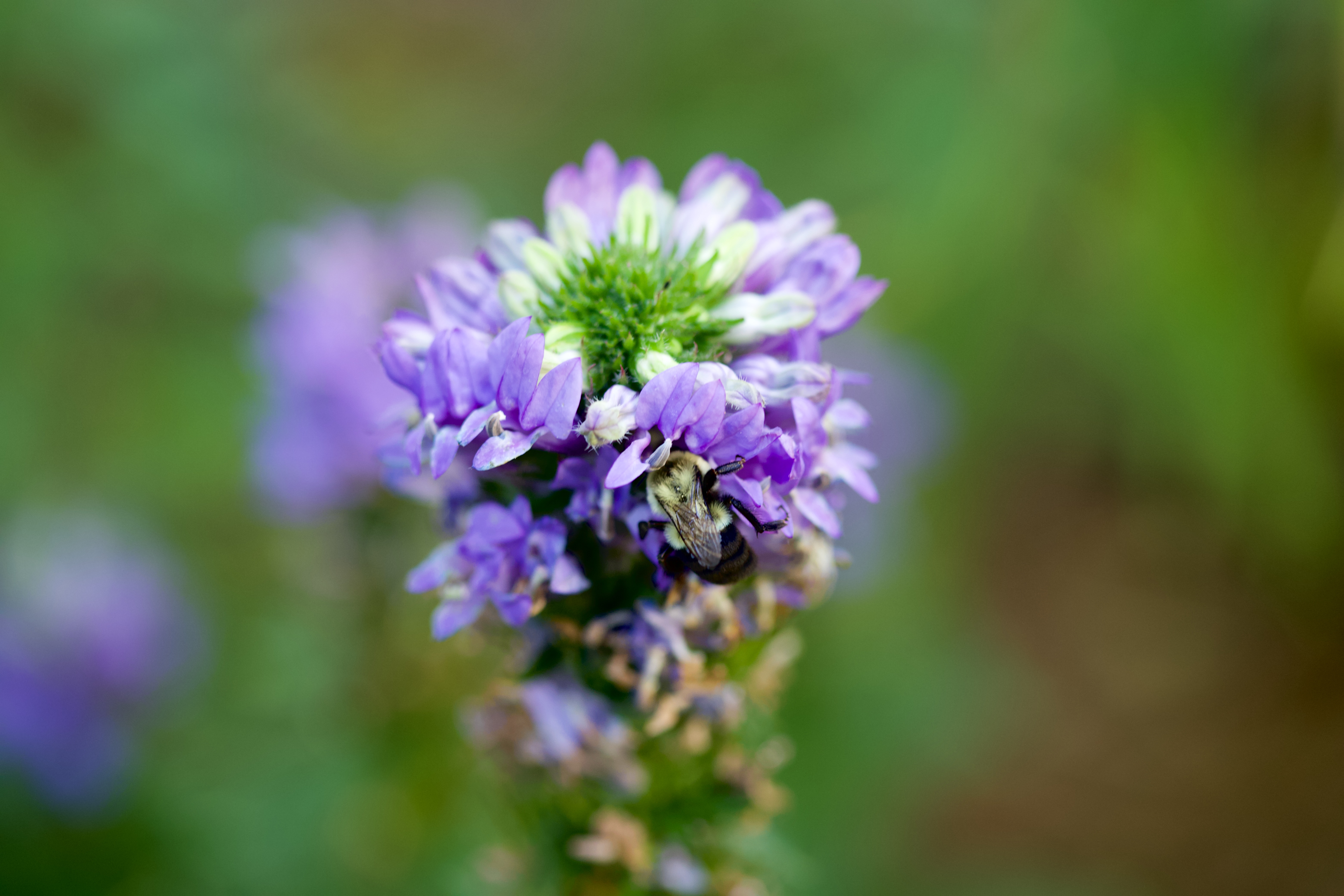 Bee on anise hyssop