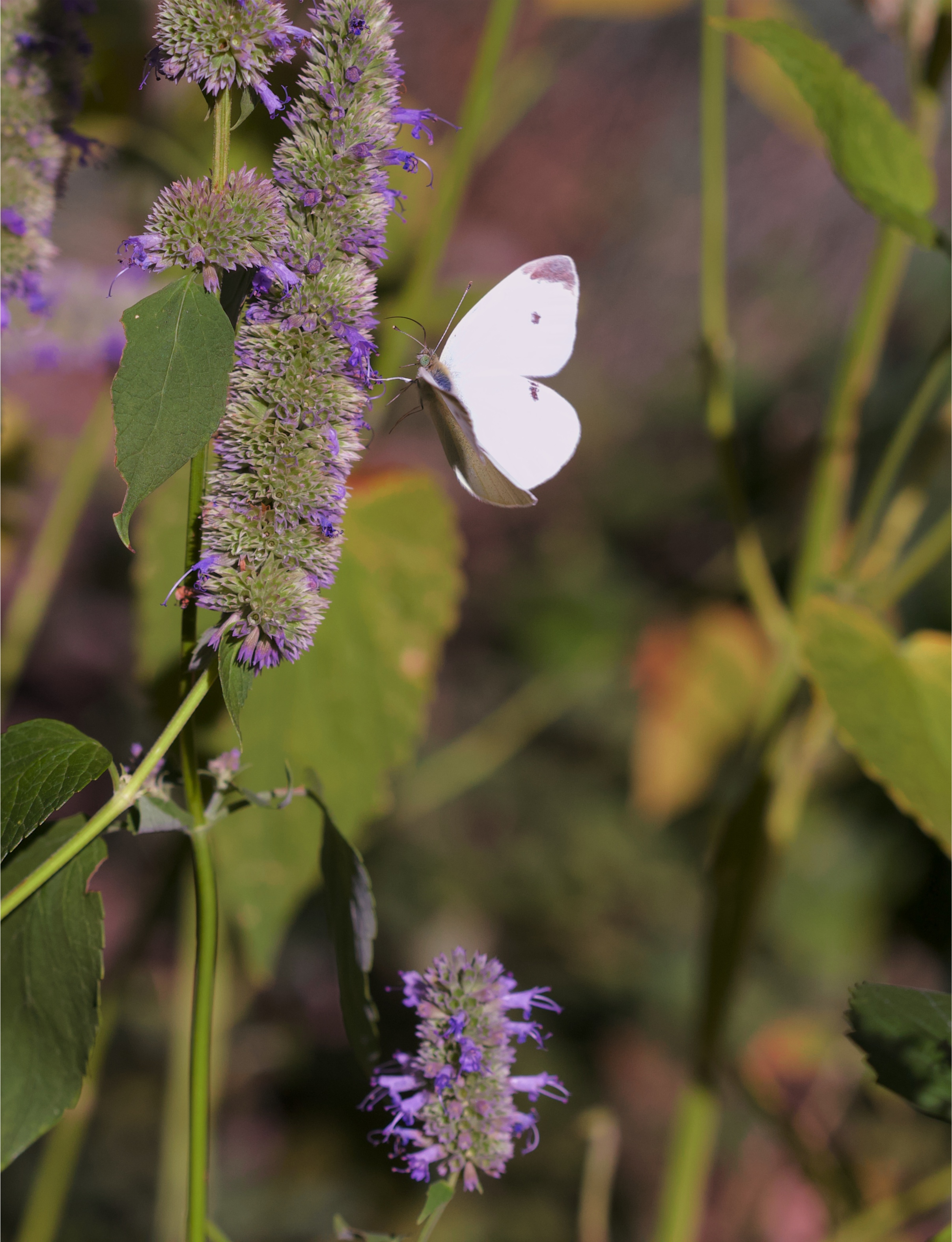 Cabbage moth on anise hyssop