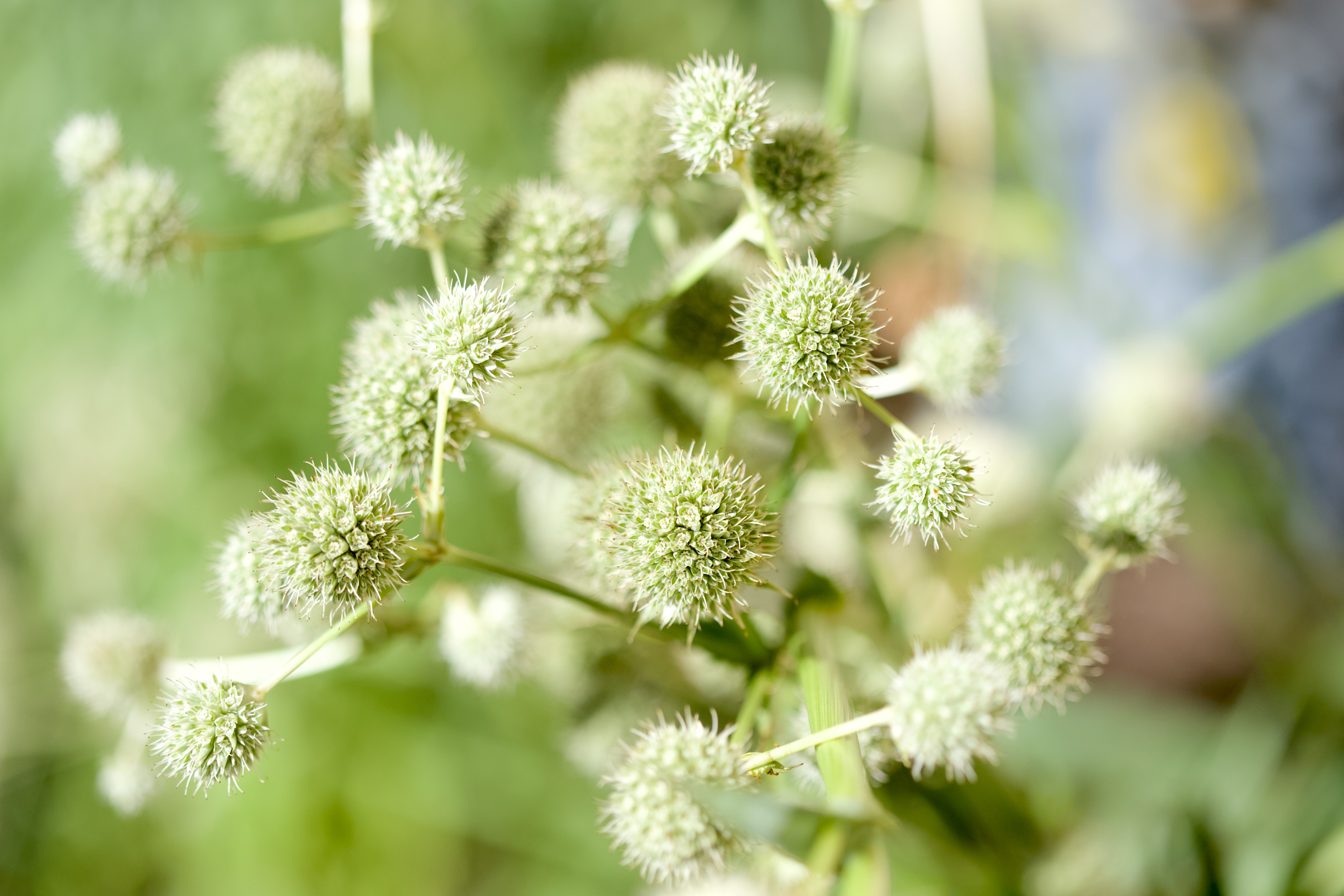 Rattlesnake master (Eryngium yuccifolium)