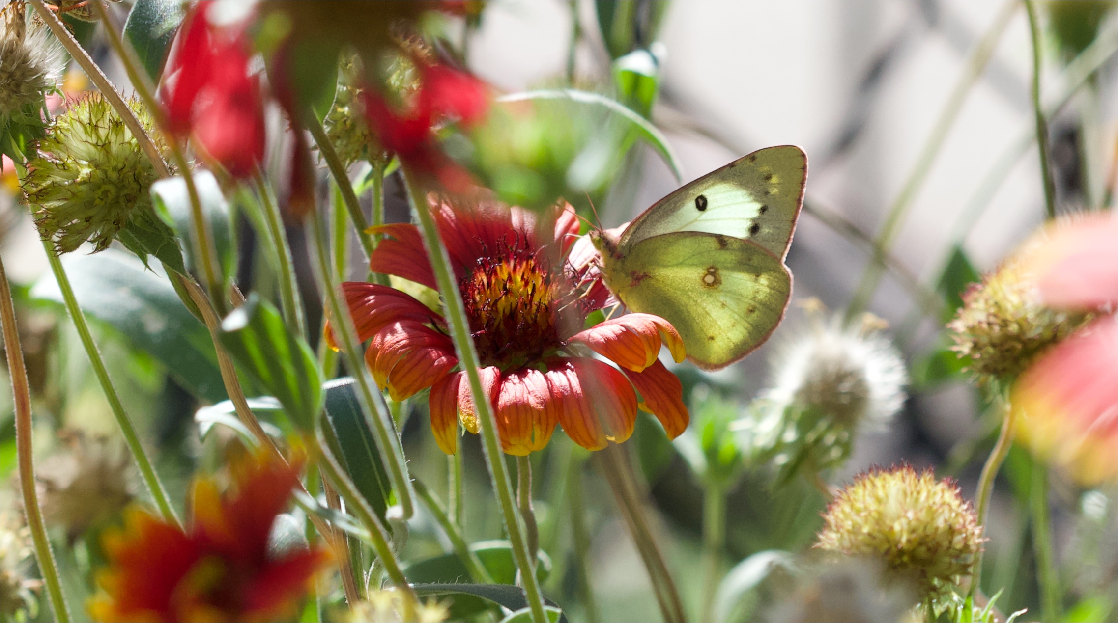 Cabbage moth on blanketflower