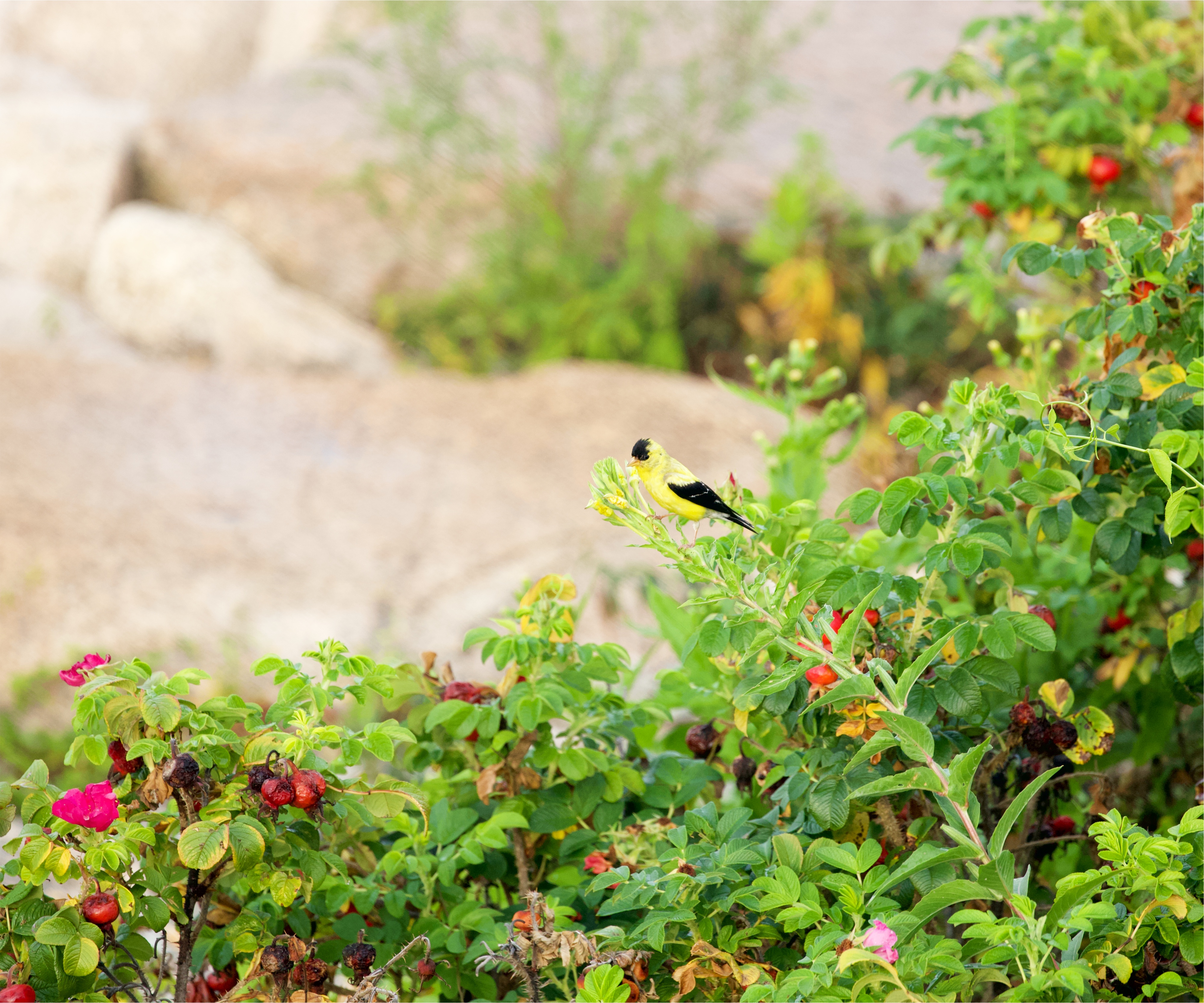 Goldfinches on evening primrose