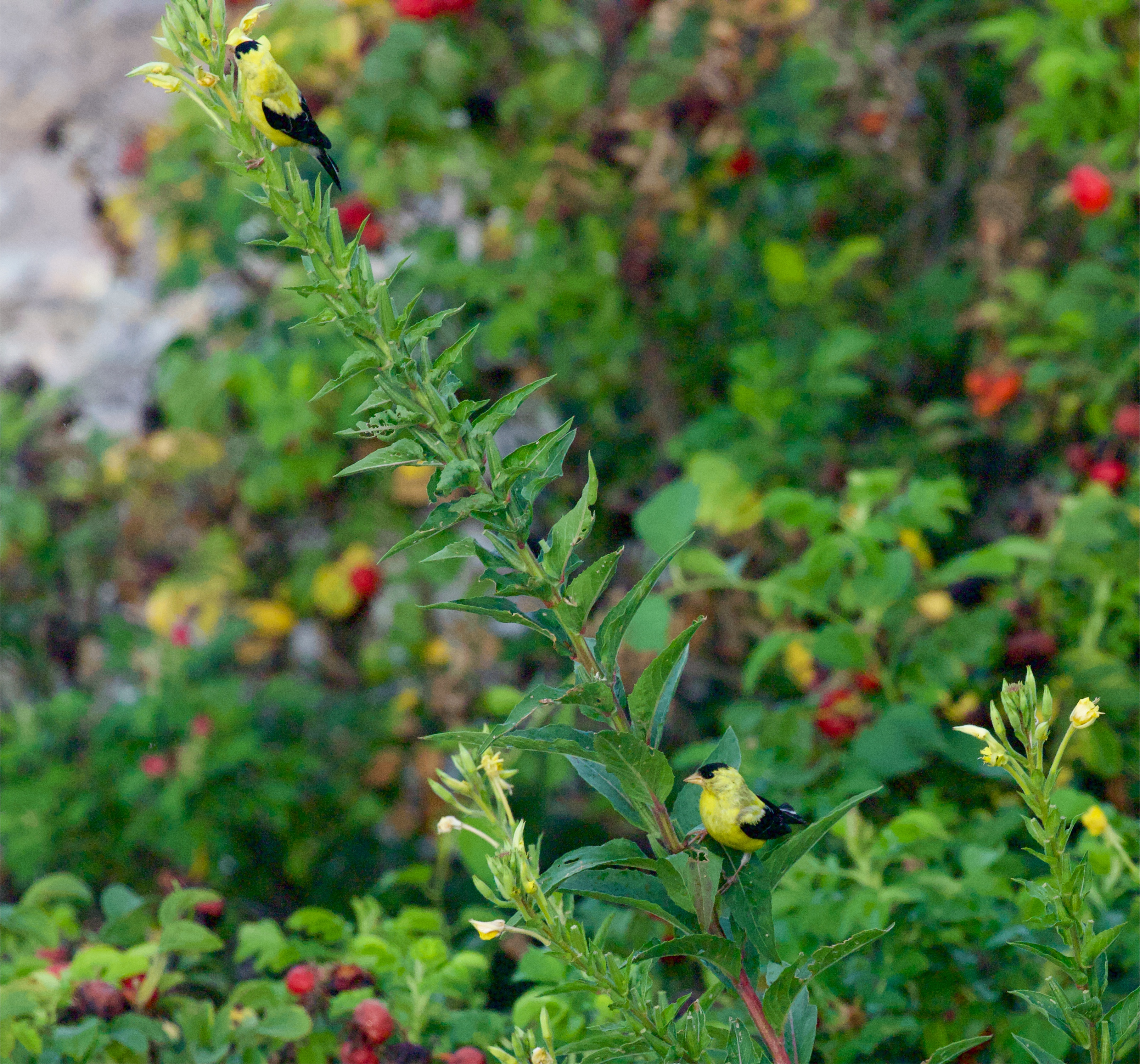 Goldfinches on evening primrose