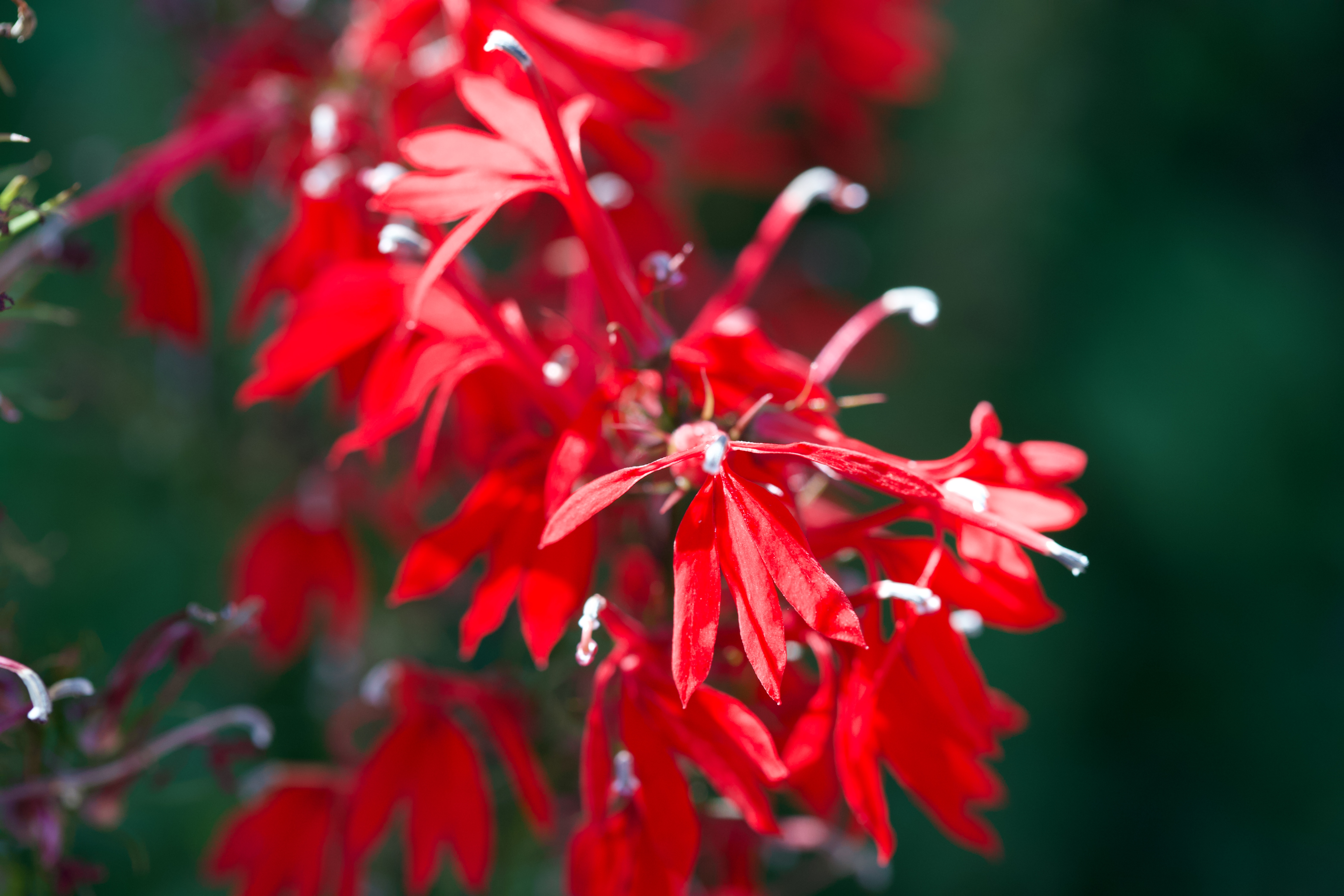 Lobelia cardinalis (cardinal flower)