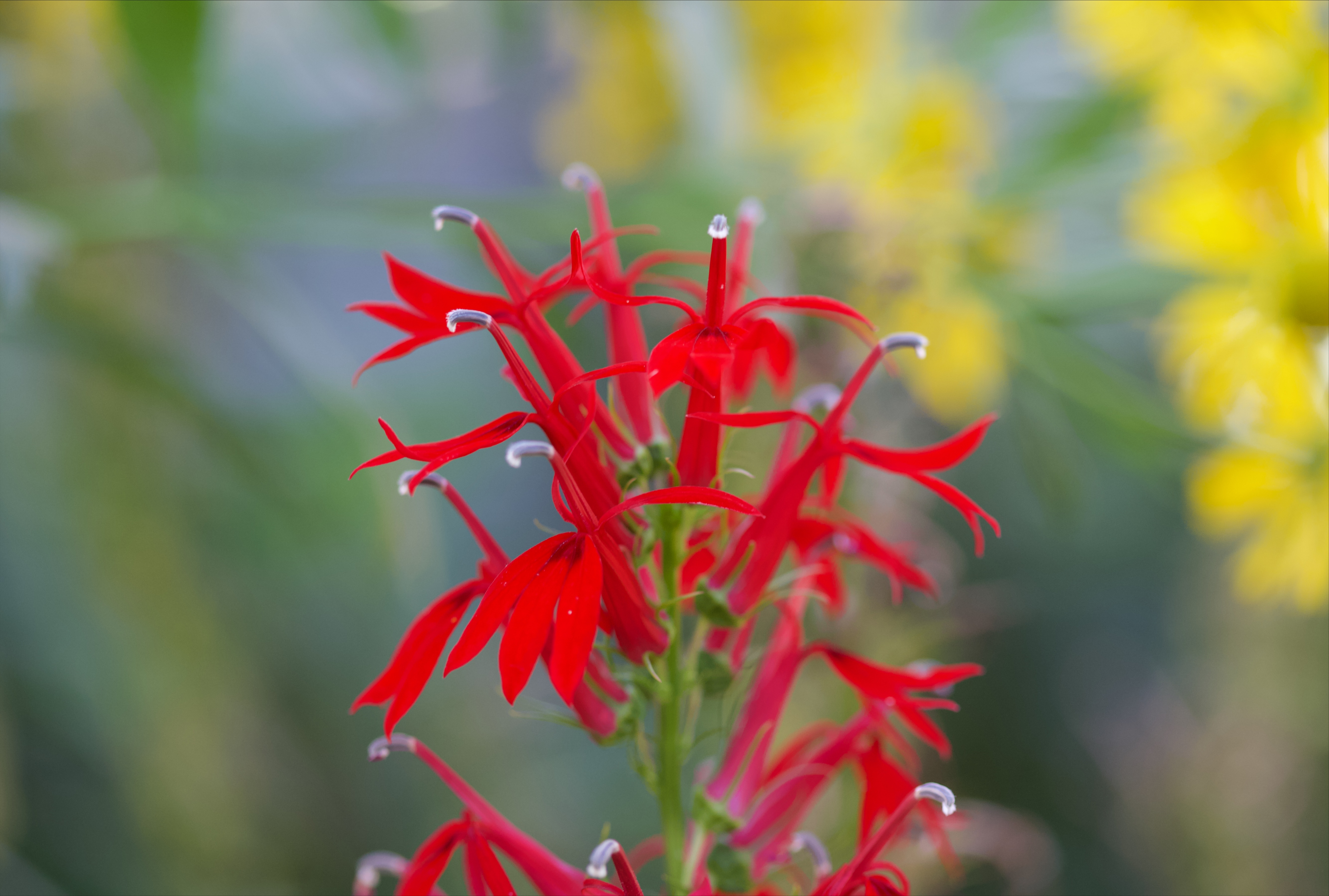 Lobelia cardinalis (cardinal flower)