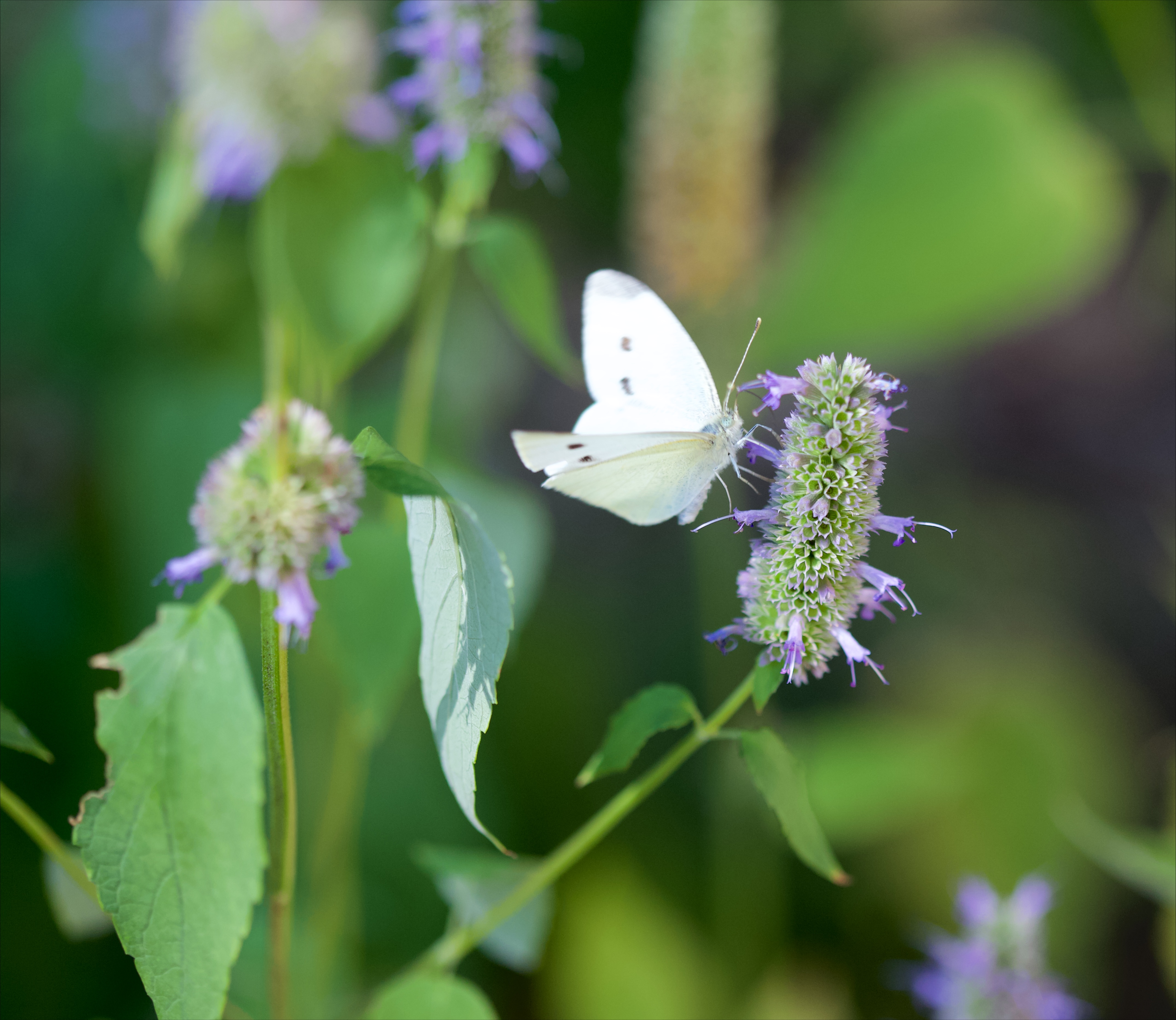 Cabbage moth on anise hyssop