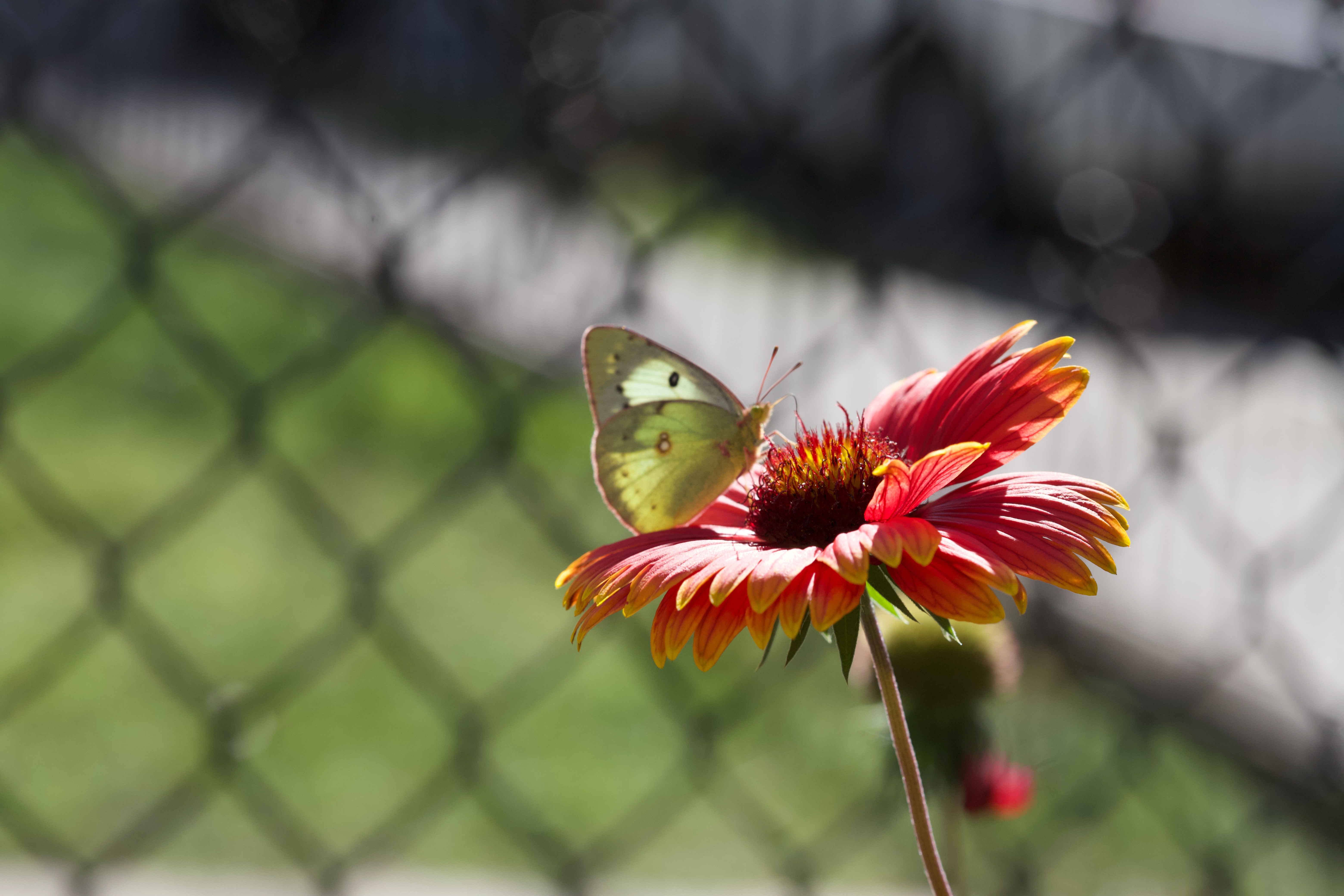 Cabbage moth on blanketflower