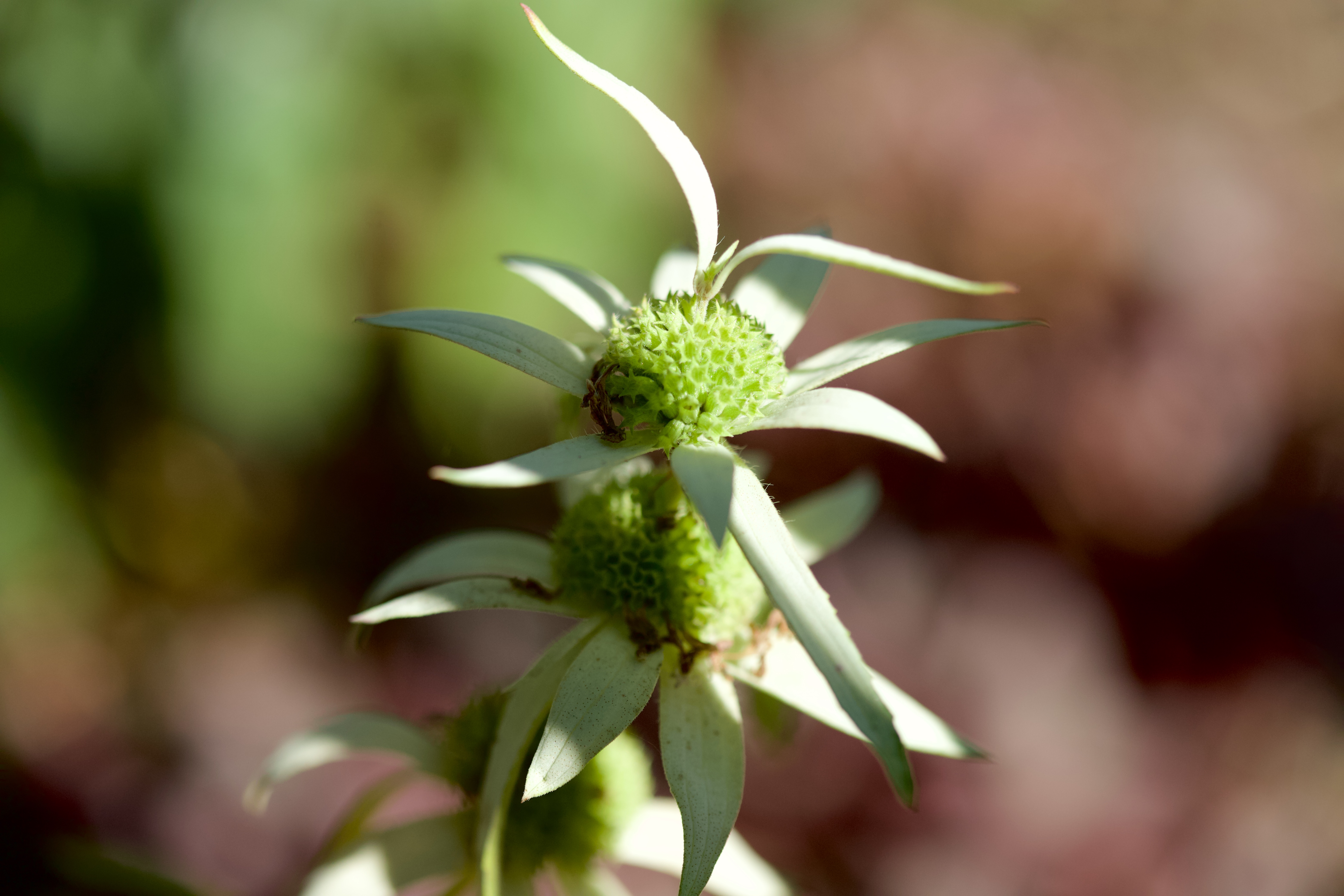 Spotted beebalm (Monarda punctata)