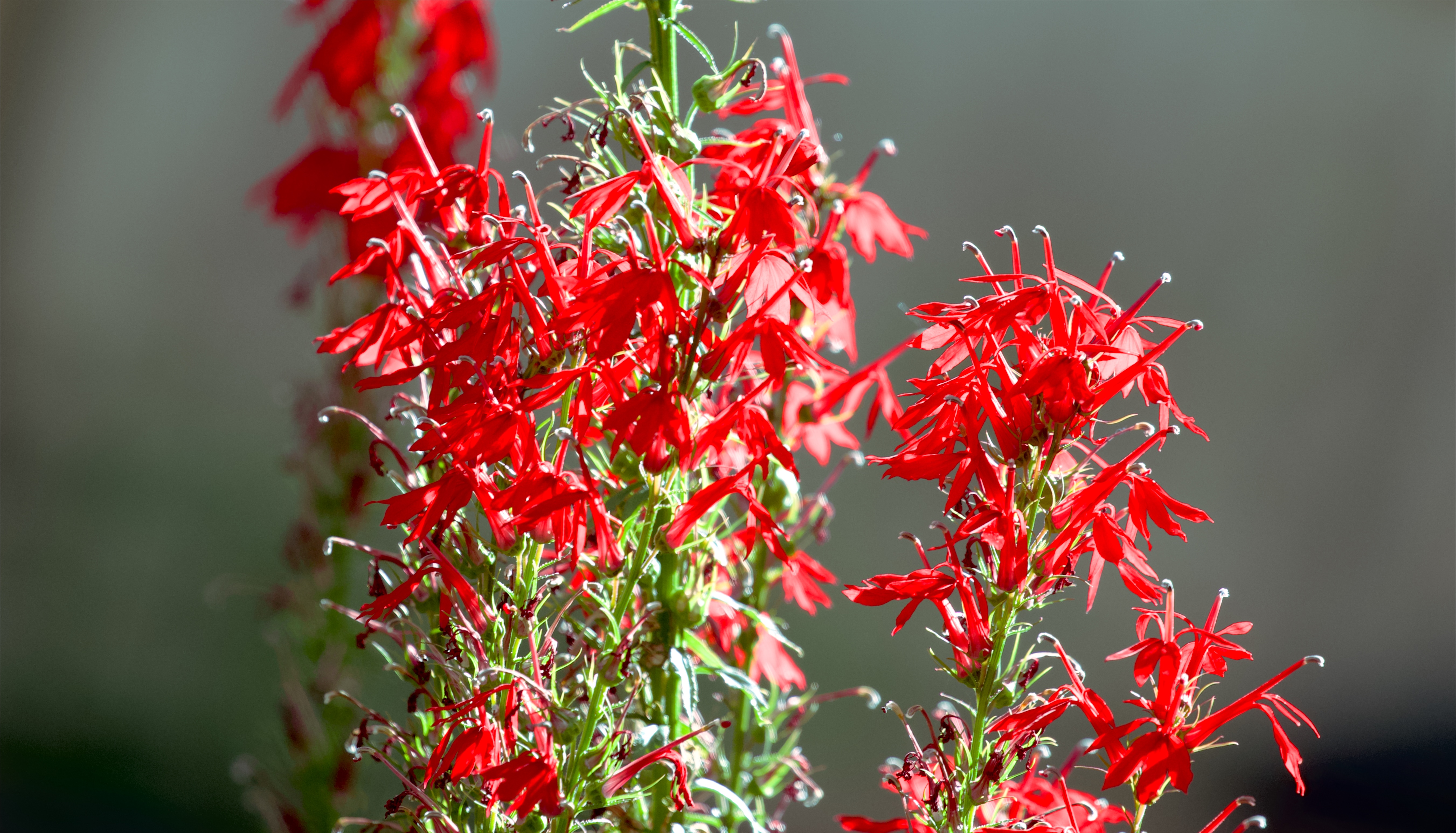 September native garden