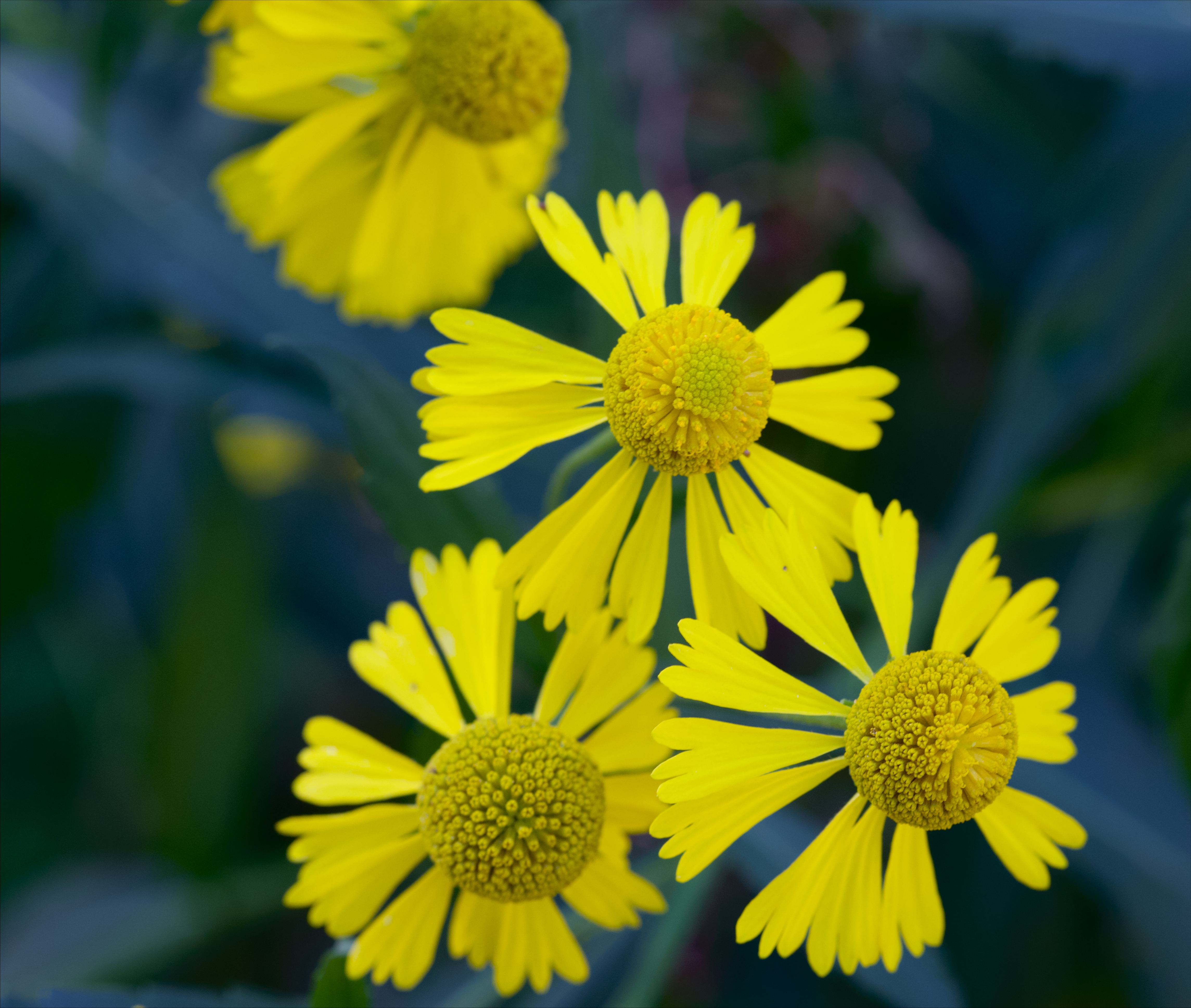 Helianthus autumnale (sneezeweed)