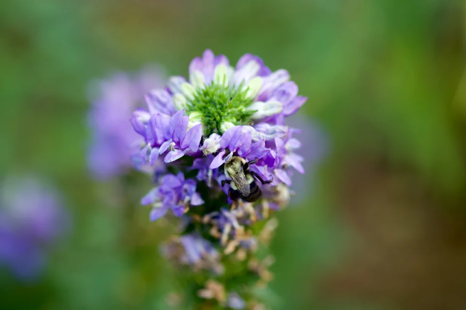 Bee on anise hyssop