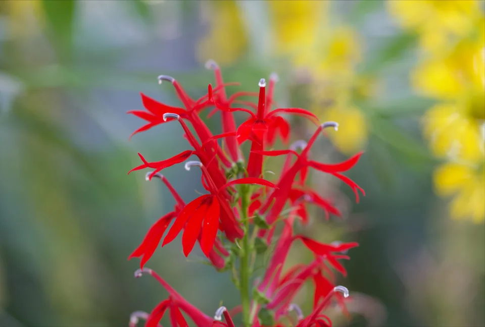 Lobelia cardinalis (cardinal flower)